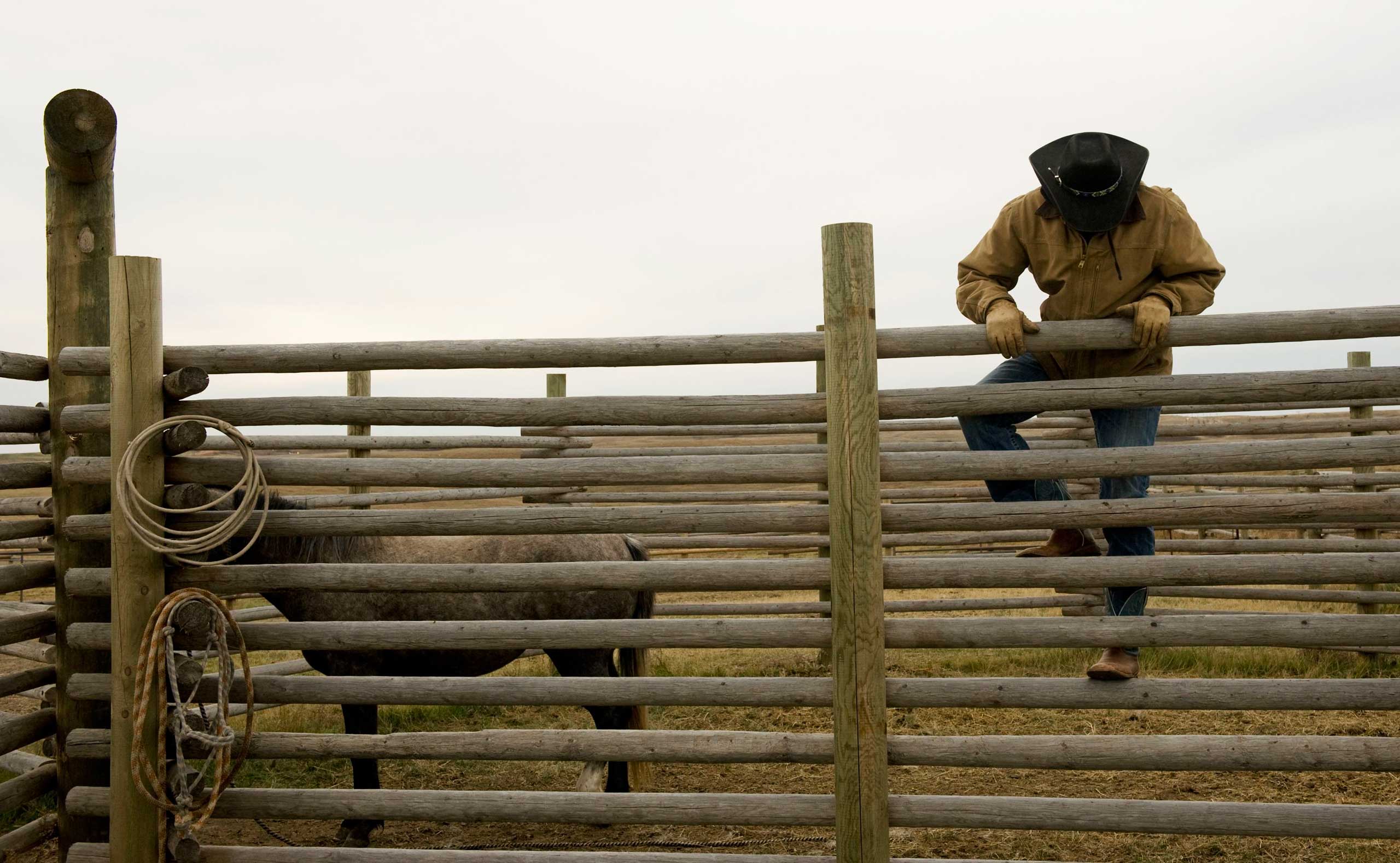 Jesse Bear climbs over a corral fence to train a horse on the ranch owned by his father, a Three Affiliated Tribes member, just off the the Fort Berthold Reservation in N.D. on Nov. 1, 2014.