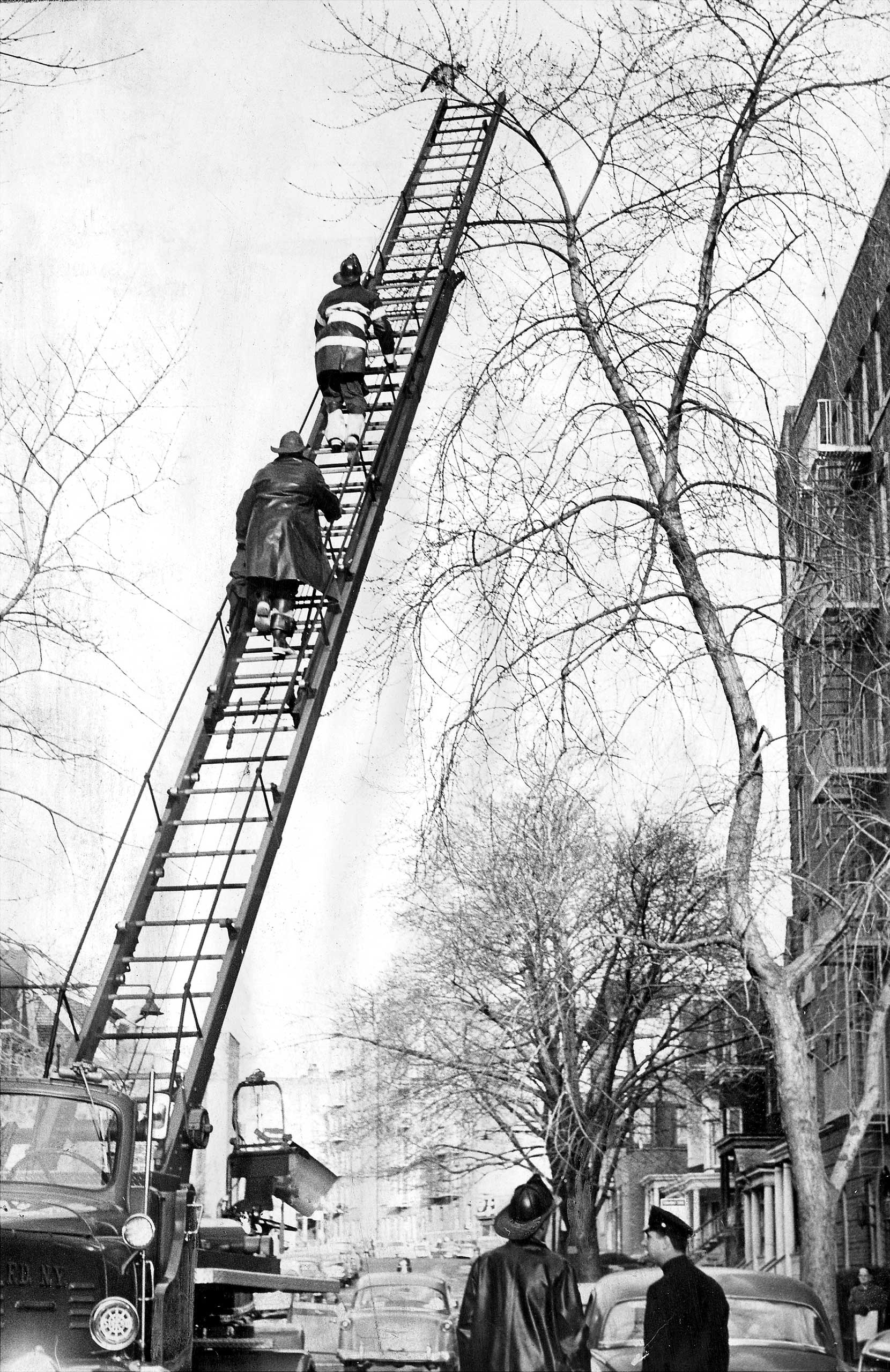 Bronx fireman Jesse Johnson and fellow firefighter climb an aerial ladder to rescue a cat who has been caught in the top of a tree for 26 hours in Bronx, New York City.