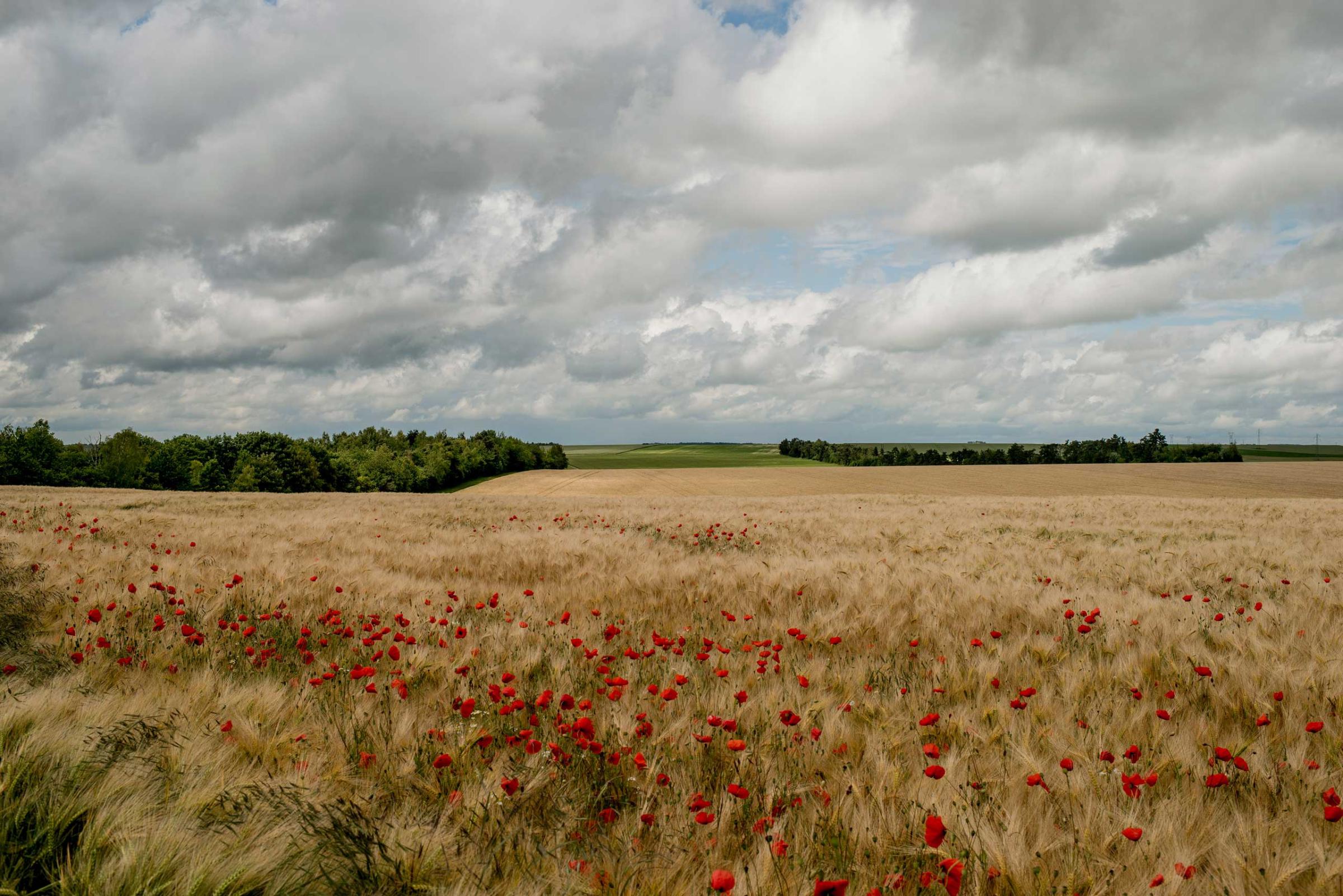 Poppies bloom amid wheat fields that were once the front line during World War I in Marne, France, June 4, 2014.