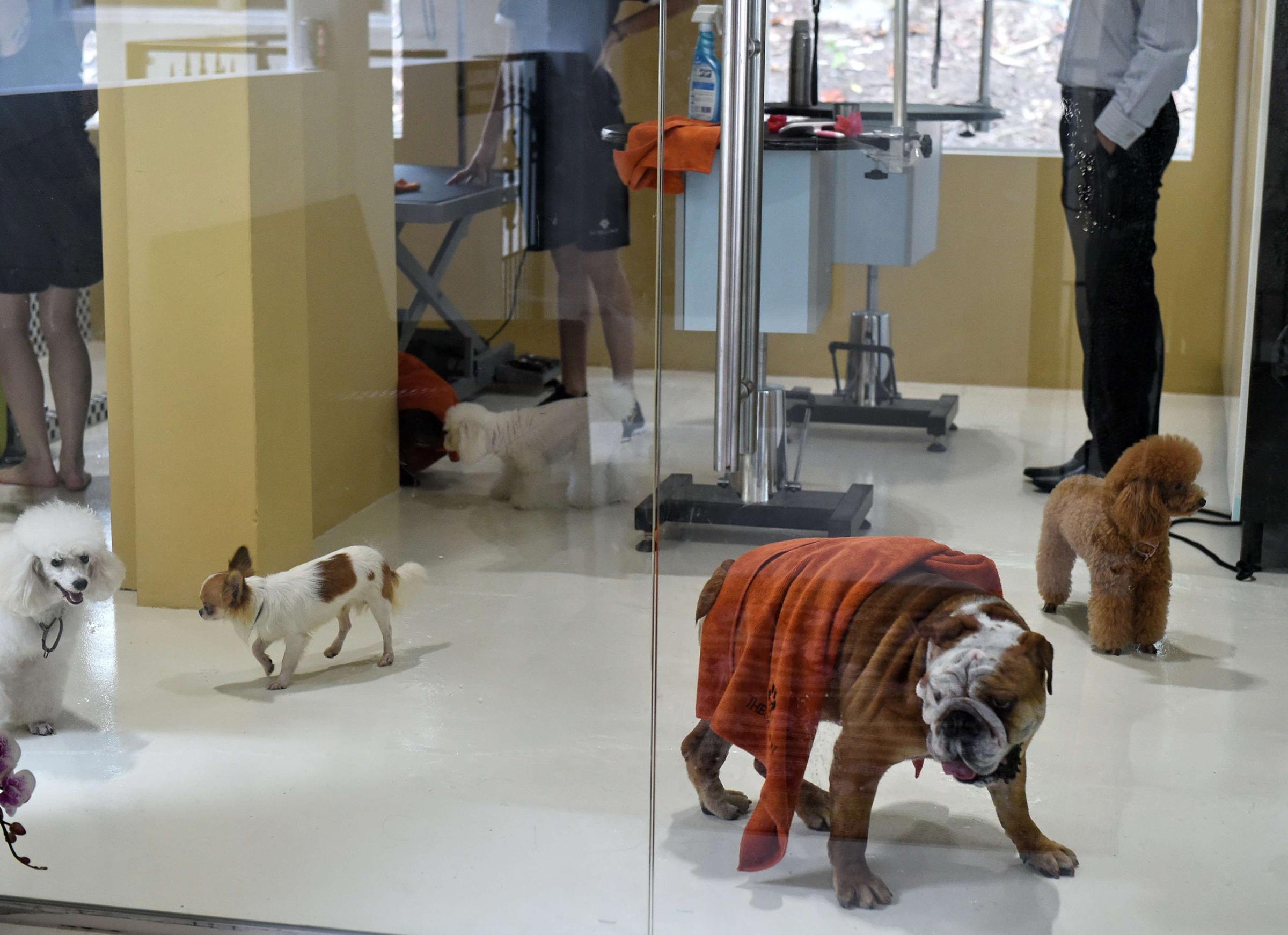 Dogs trot around in a spa and grooming room at the Wagington luxury pet hotel in Singapore on Nov. 4, 2014.