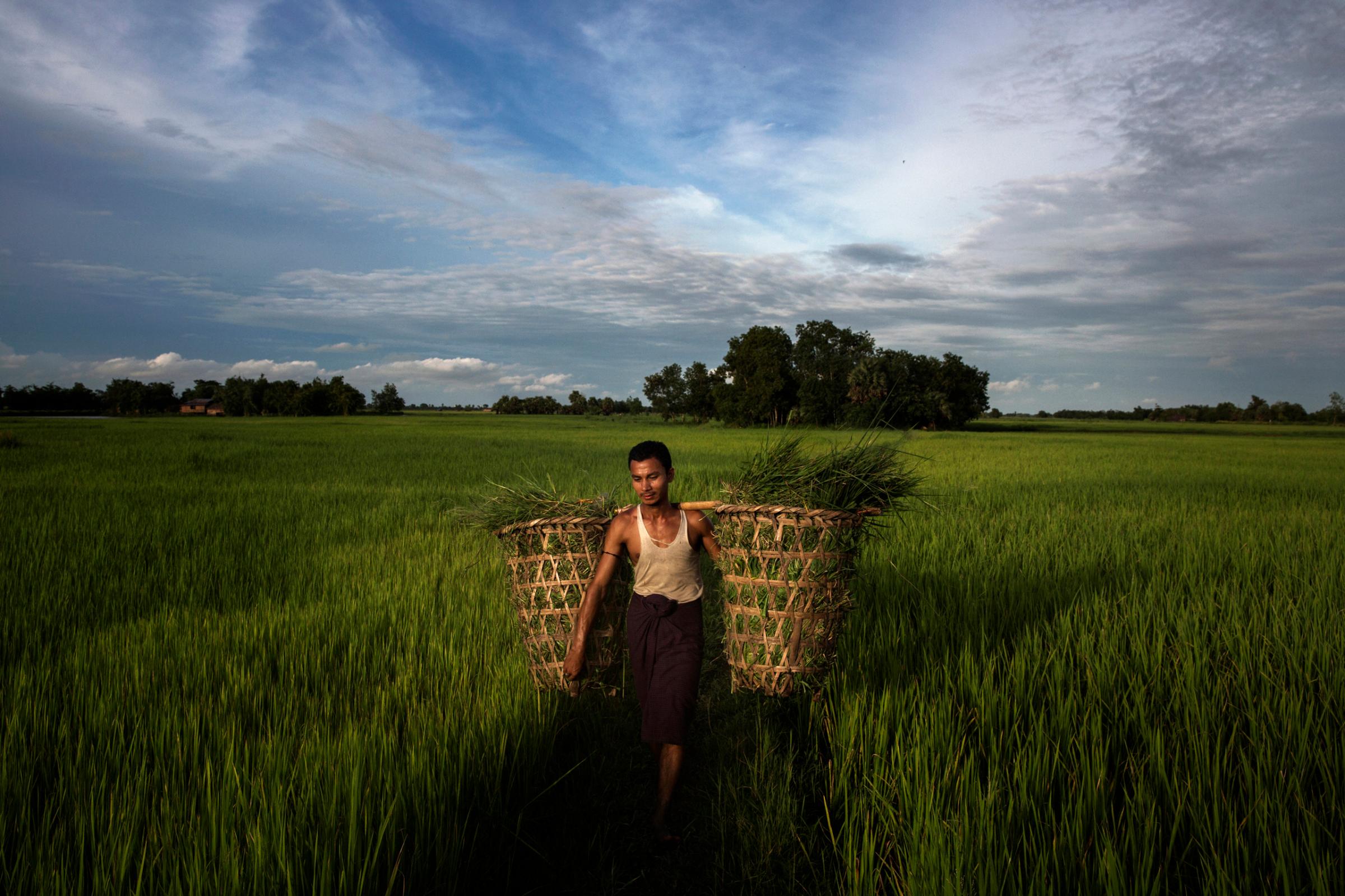 A farmer hauls cut grass through fields in Kawhmu Township—Suu Kyi's constituency—now owned by investors,  Sept. 17, 2014.