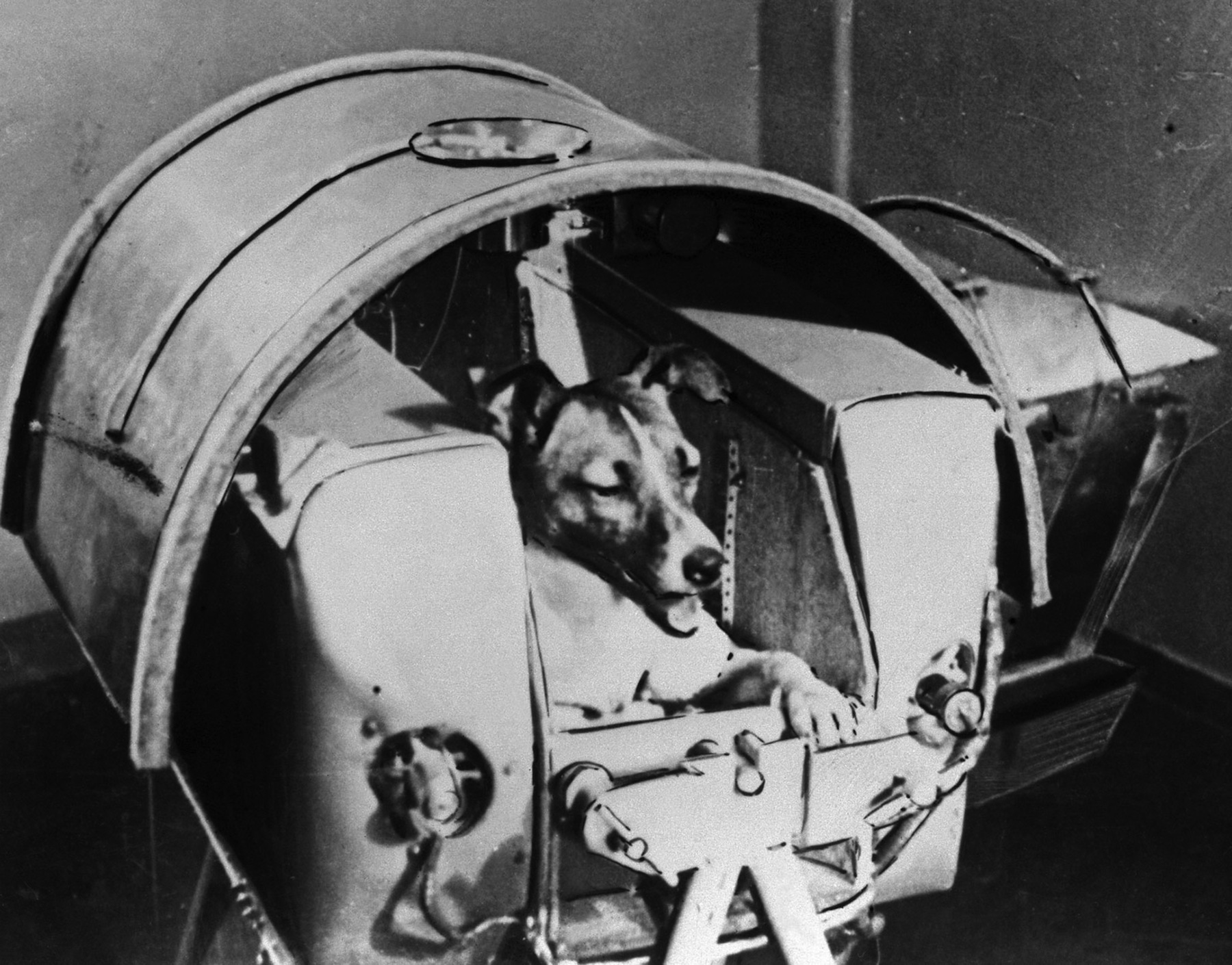 Laika, Russian cosmonaut dog, in 1957. (Heritage Images / Getty Images)