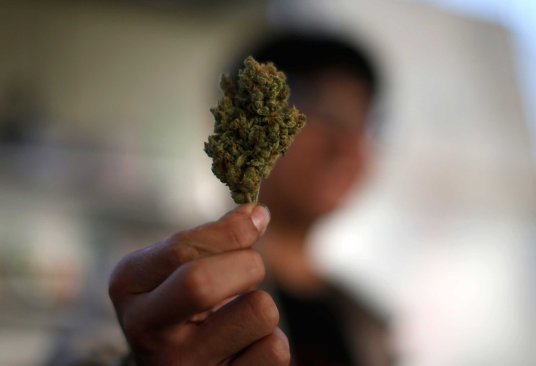A volunteer holds a dried cannabis bud at the La Brea Collective medical marijuana dispensary in Los Angeles