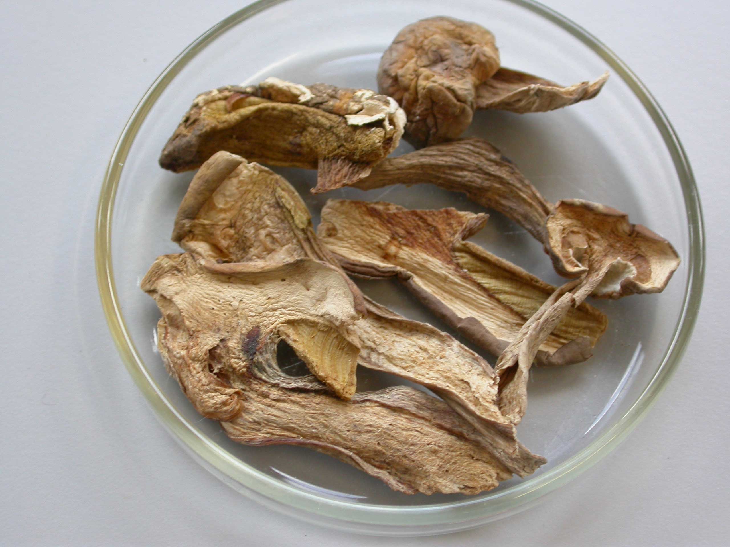 Samples of 3 new mushroom species that were discovered in a grocery store in London.