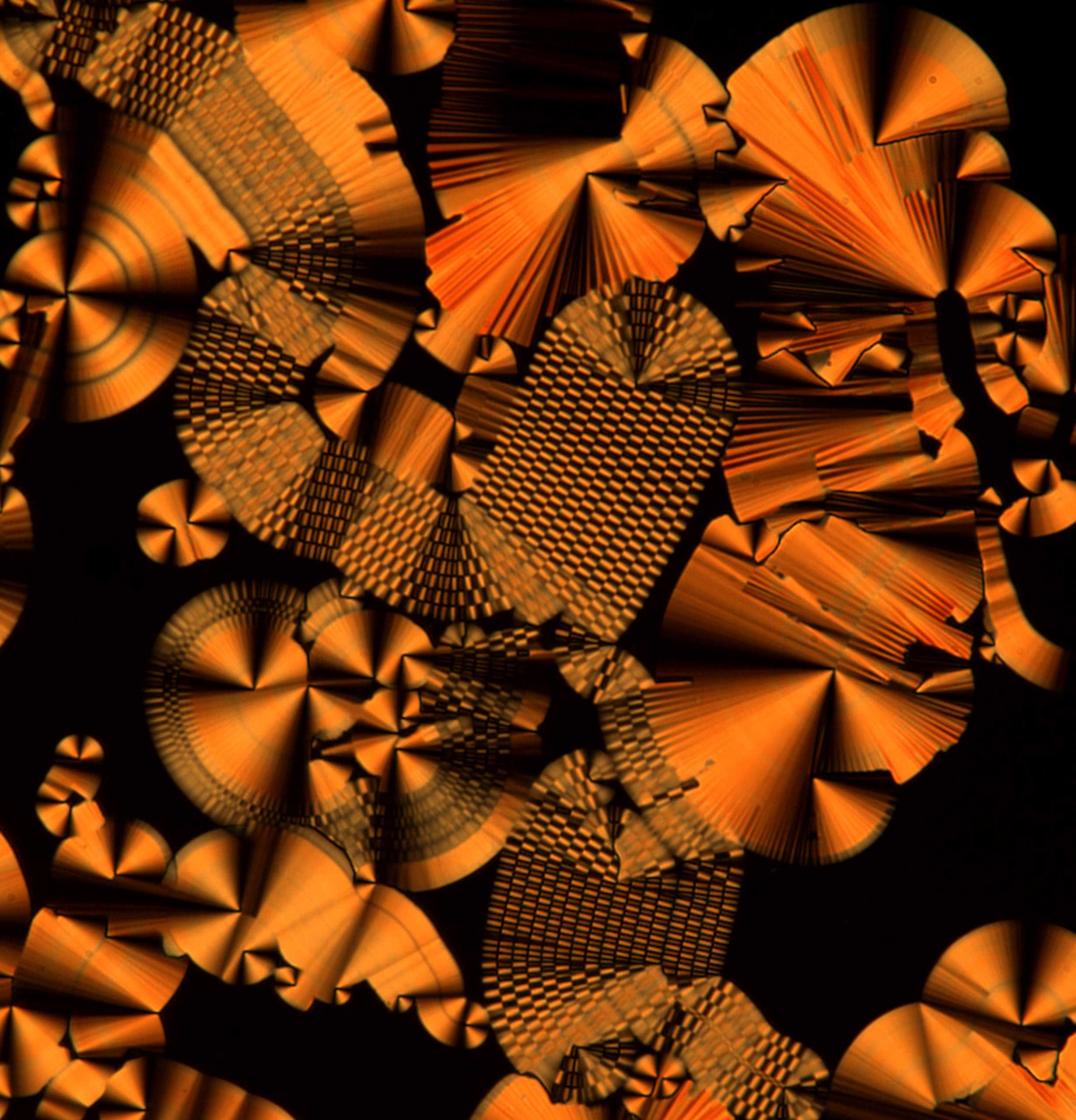 Focal conic-like domain with varying degrees of modulation and checkerboard patterns at 40x magnification.