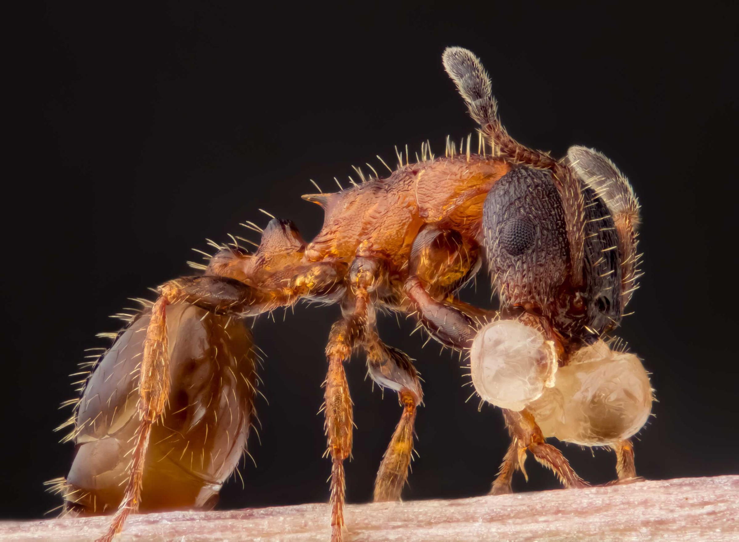 Leptothorax acervorum (ant) carrying its larva