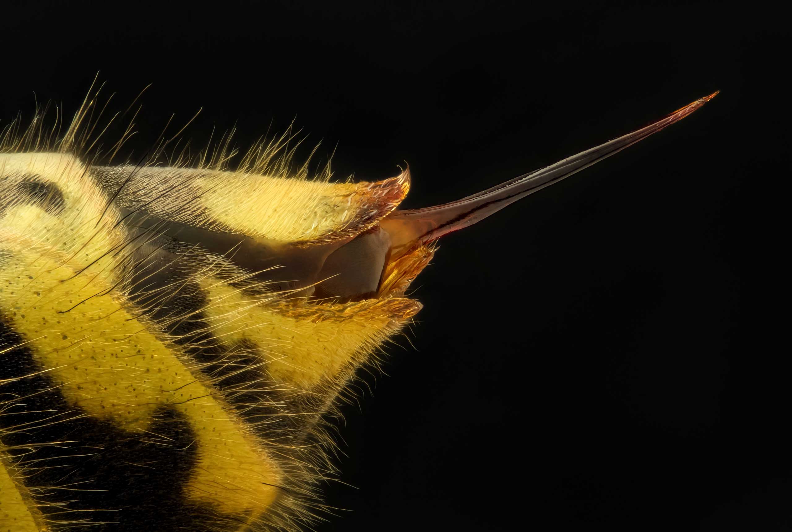 A Vespula vulgaris (common wasp) stinger at 5x magnification.