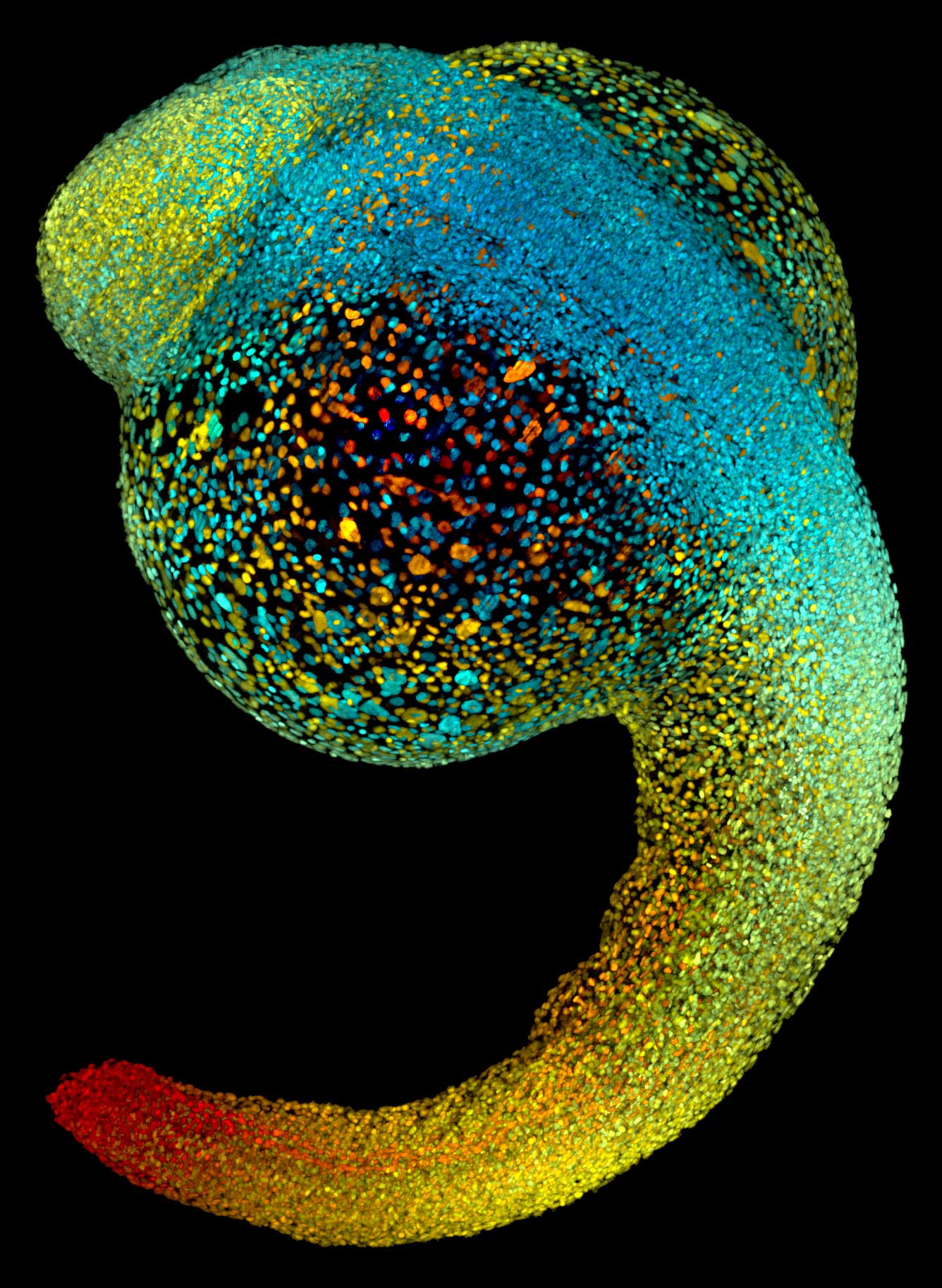 Live zebrafish embryo at 22 hours post-fertilization