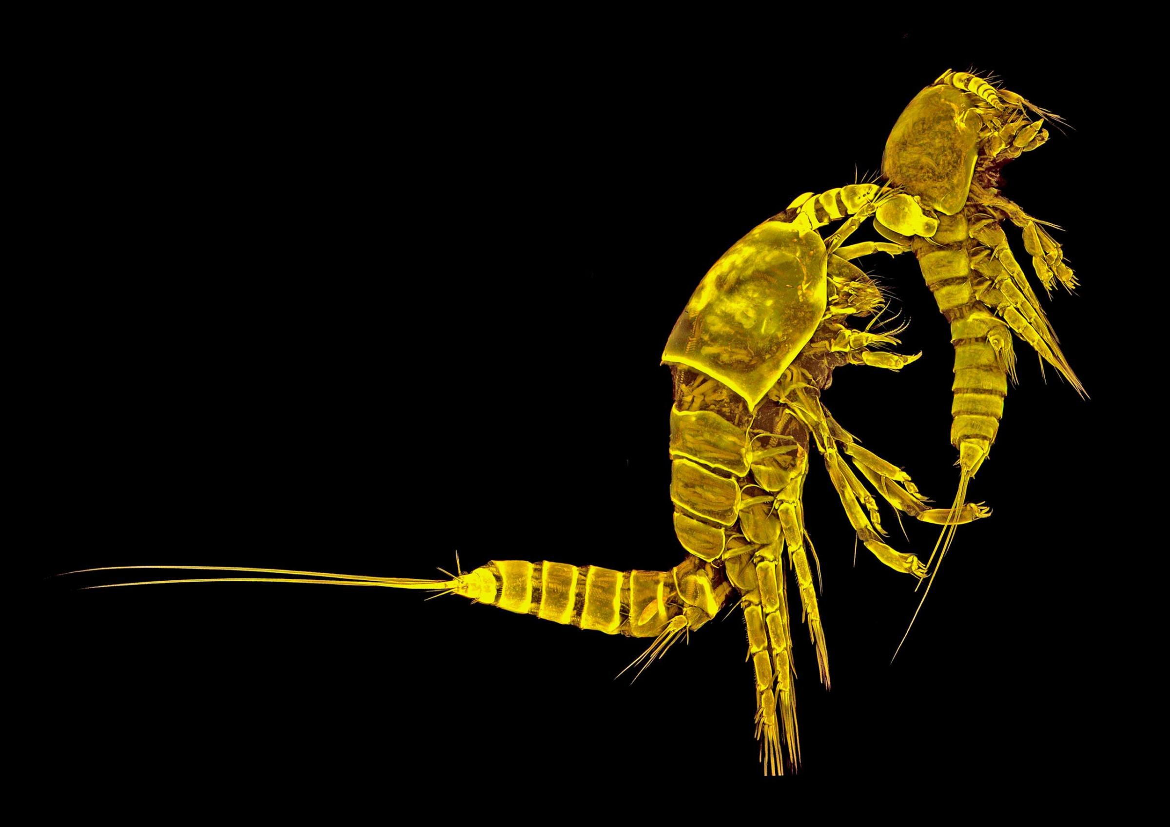 Tigriopus californicus (copepod), couple, lateral view