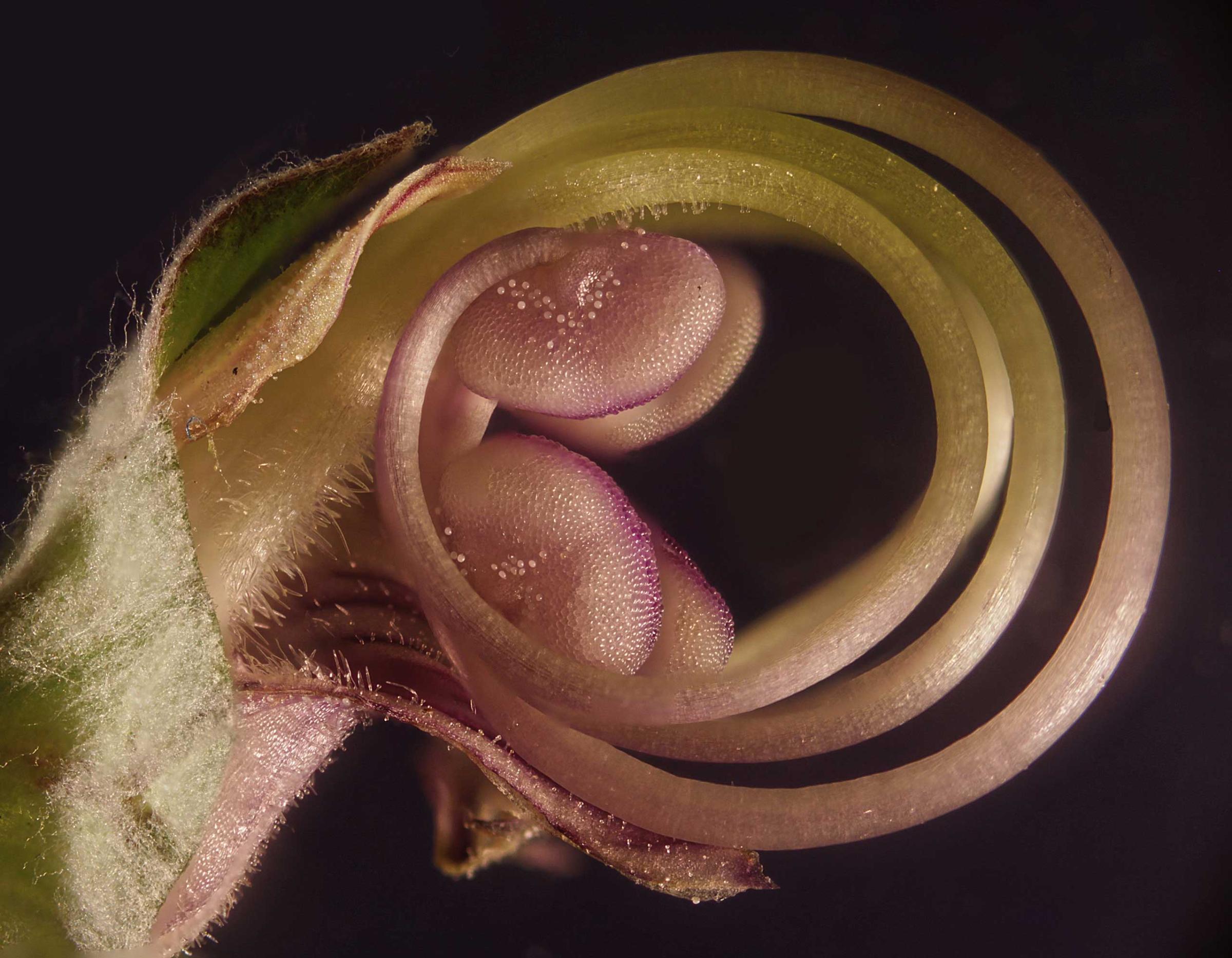Flower embryo
