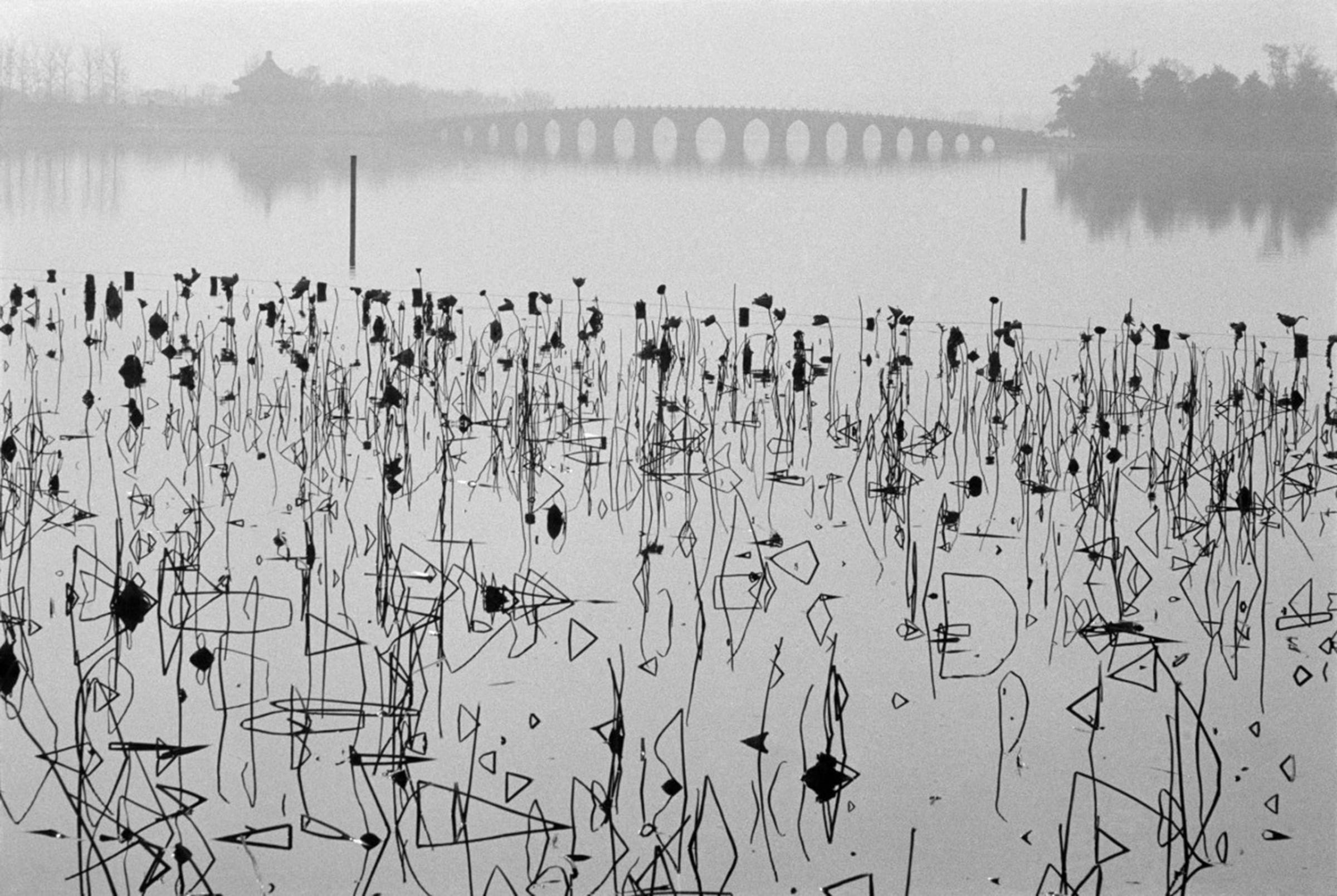 CHINA. Beijing. 1964. Former Summer Palace. Dead lotus flowers on the Kunming Lake.