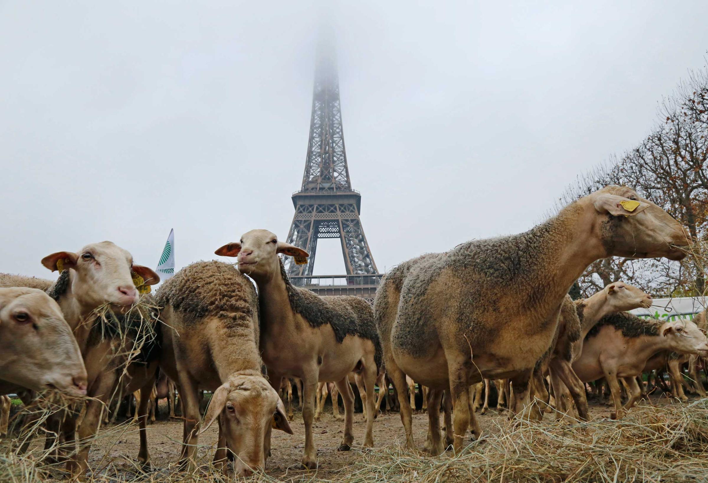 Sheep are gathered in front of the Eiffel tower in Paris during a demonstration of shepherds against the protection of wolves in France