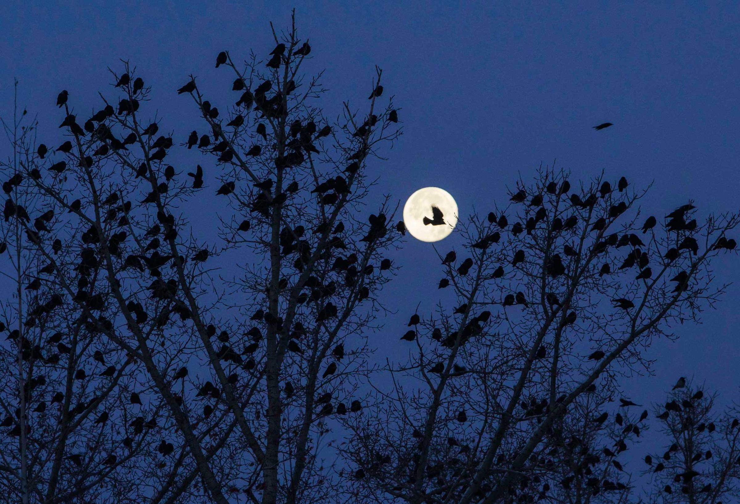 A flock of birds is seen on a tree against the moon in Kostanay, northern Kazakhstan