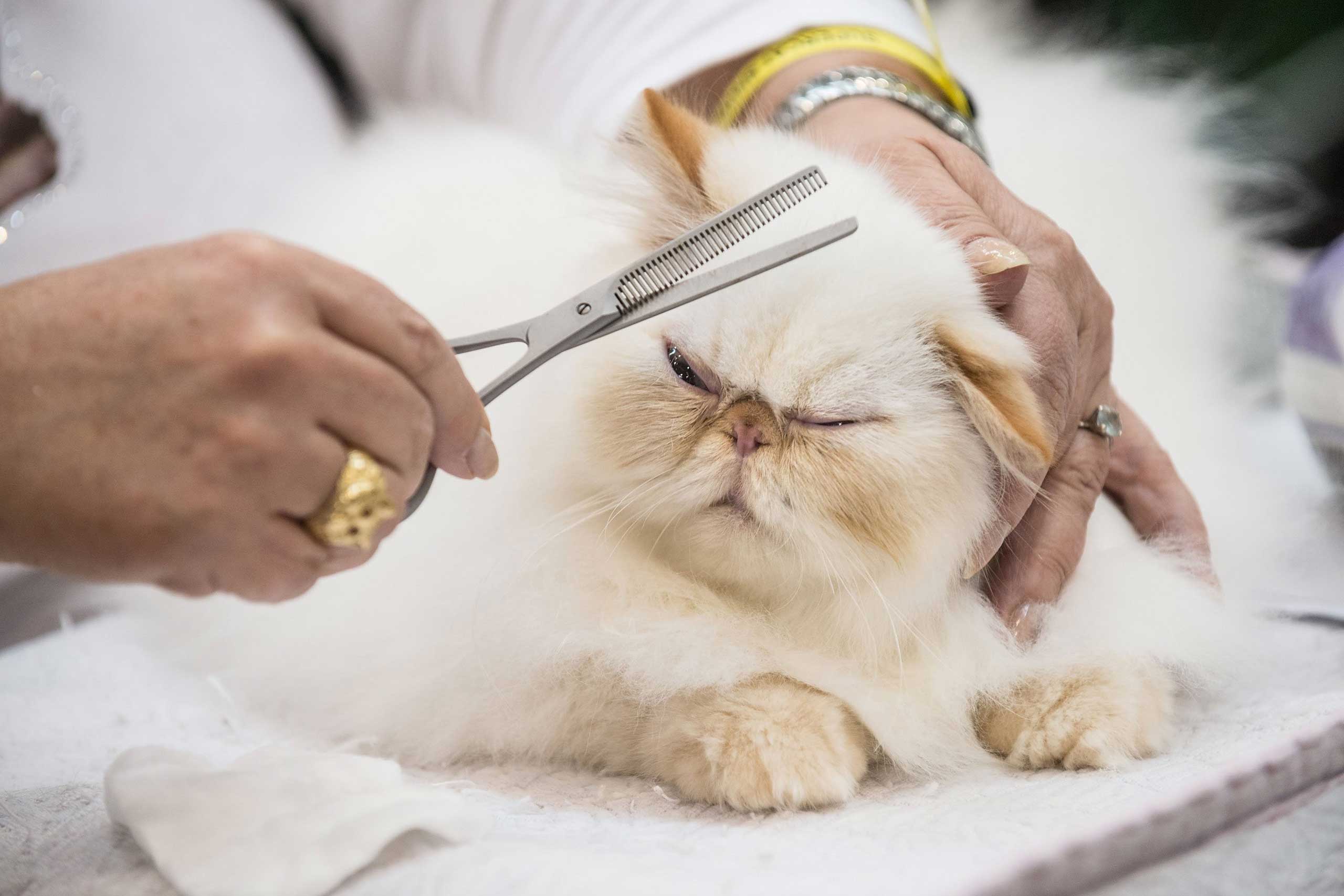 Nov. 8, 2014. A cat waits to be examined with its owner by the jury during the first day of the Super Cat Show 2014 in Rome. The Super Cat Show, which takes place on Nov. 8th and 9th, involves the participation of 800 cats of different breeds from all over the world.