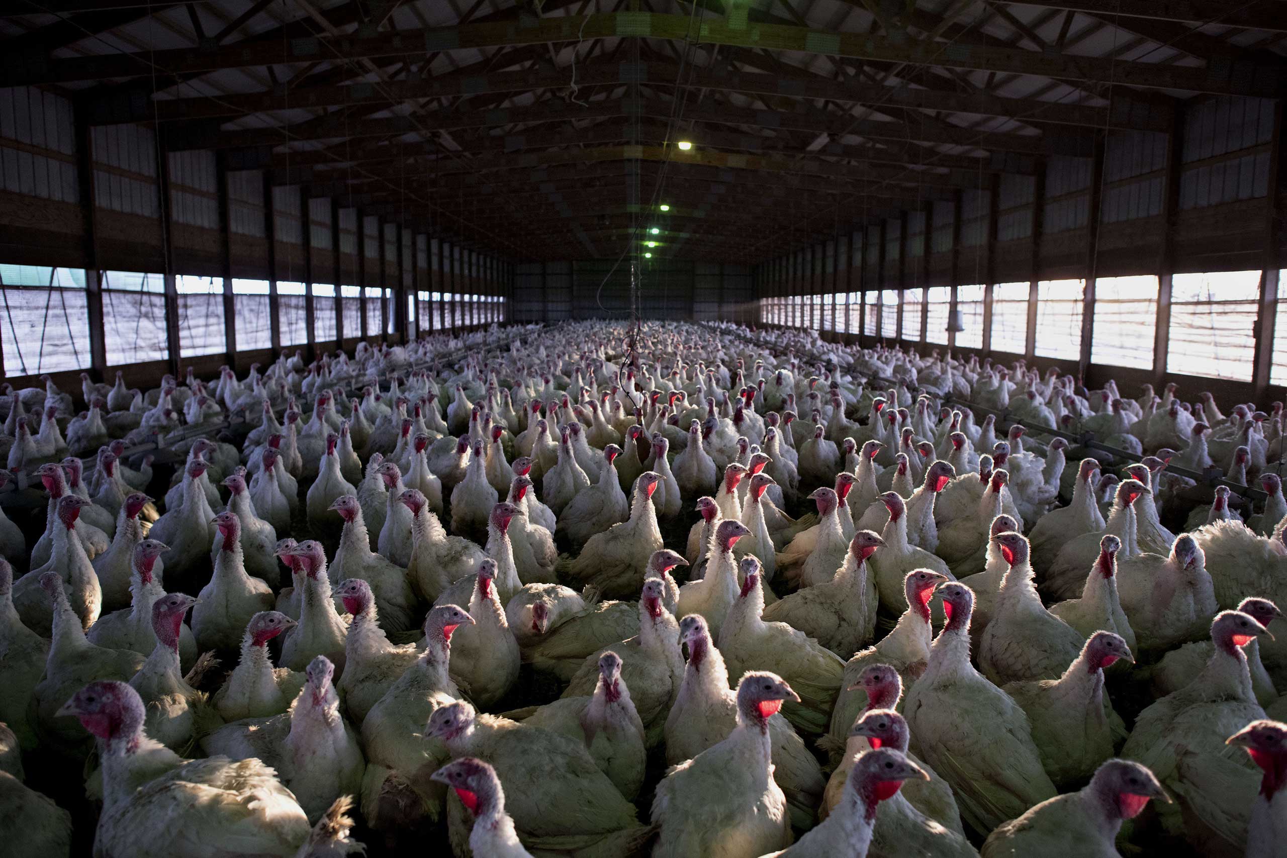 Nov. 10, 2014. Turkeys stand in a barn at Yordy Turkey Farm in Morton, Ill. Founded in the 1930s, Yordy Turkey Farm produces approximately 10,000 turkeys annually, growing their own non-GMO feed and processing the birds in-house.