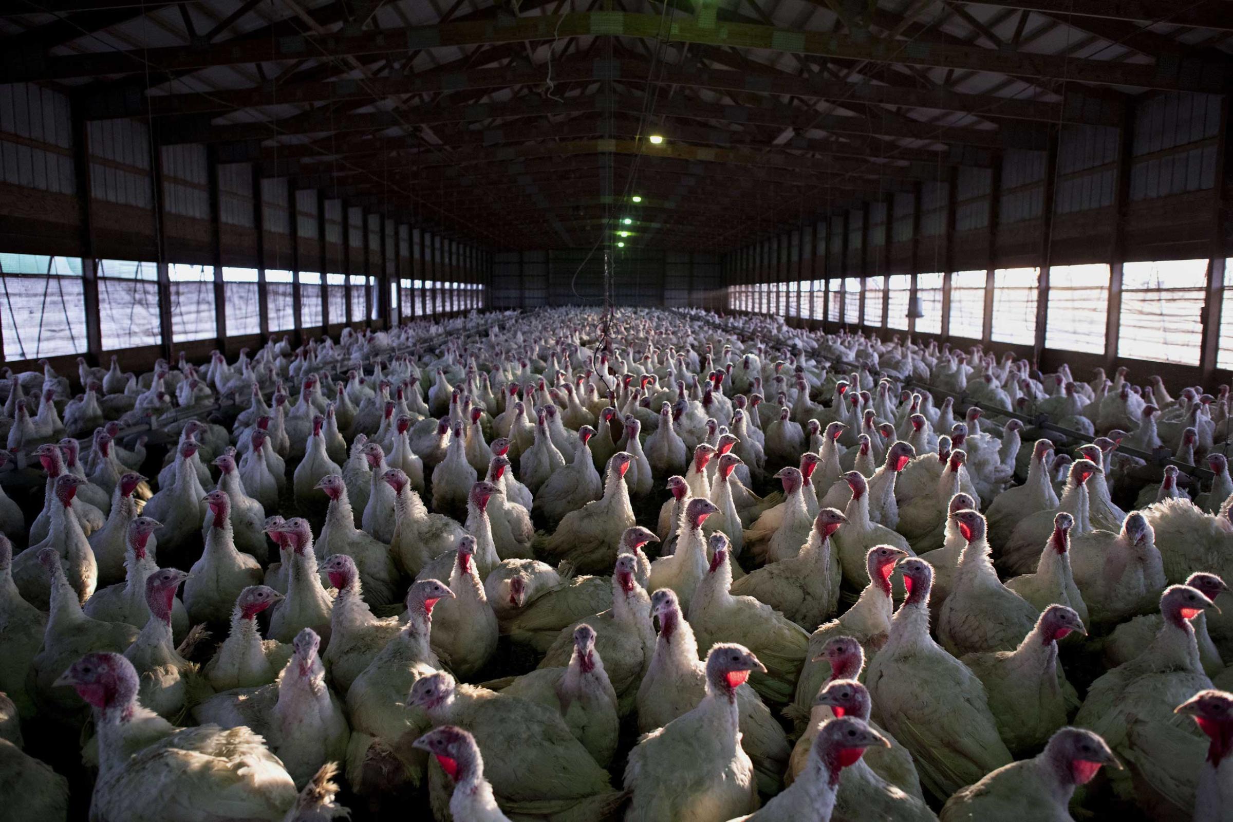 Operations At The Yordy Turkey Farm Ahead Of Thanksgiving