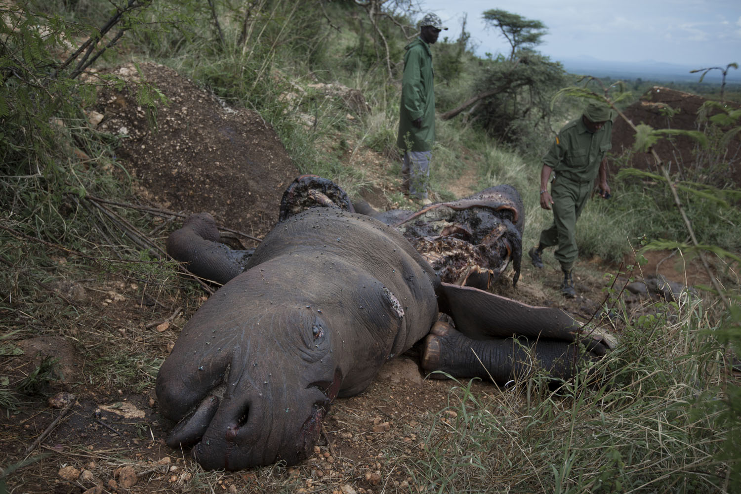 Poaching and wildlife conservation in Kenya