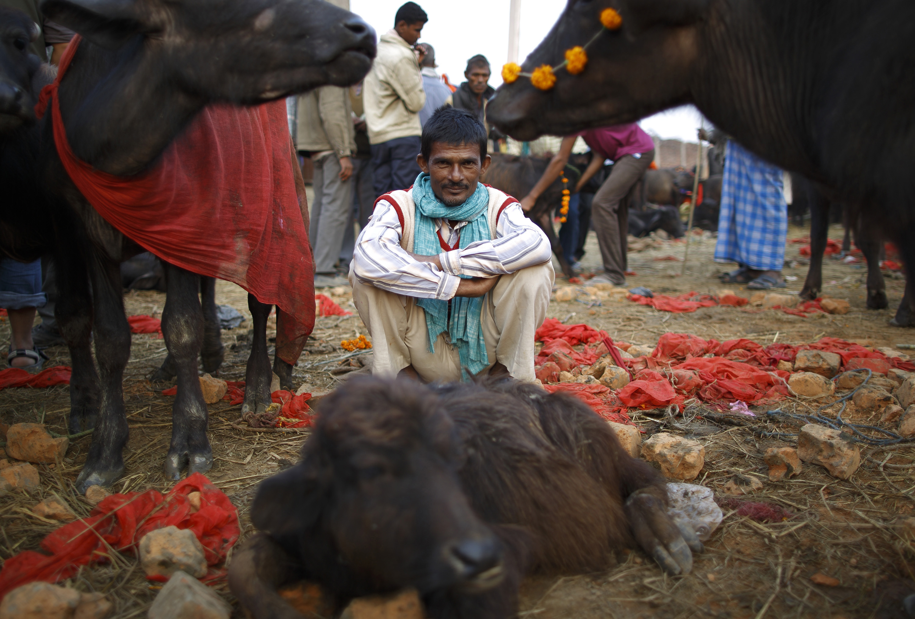 A herder sits inside an enclosure for buffalos awaiting sacrifice on the eve of the sacrificial ceremony for the 