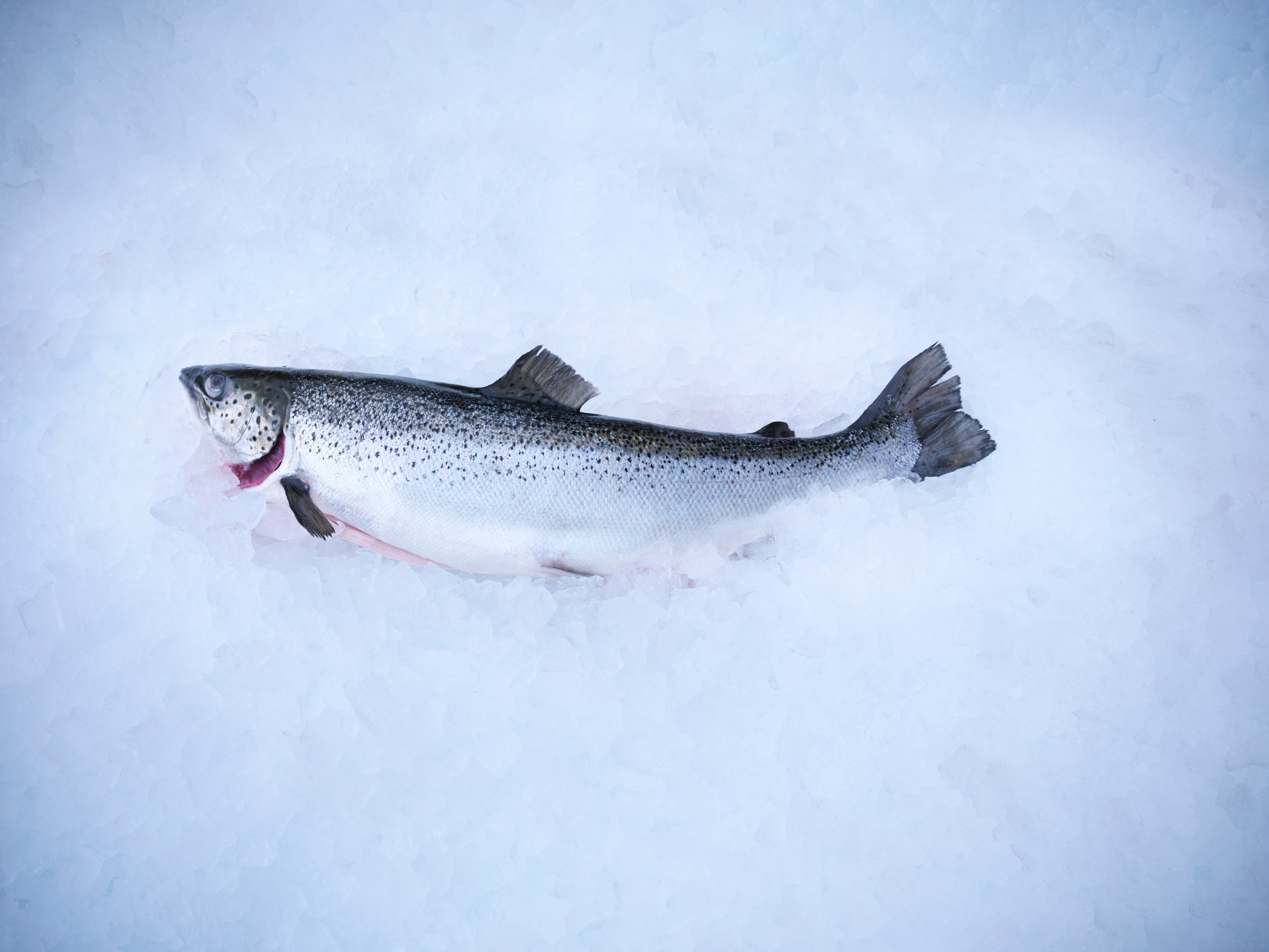 Fresh fish on bed of ice