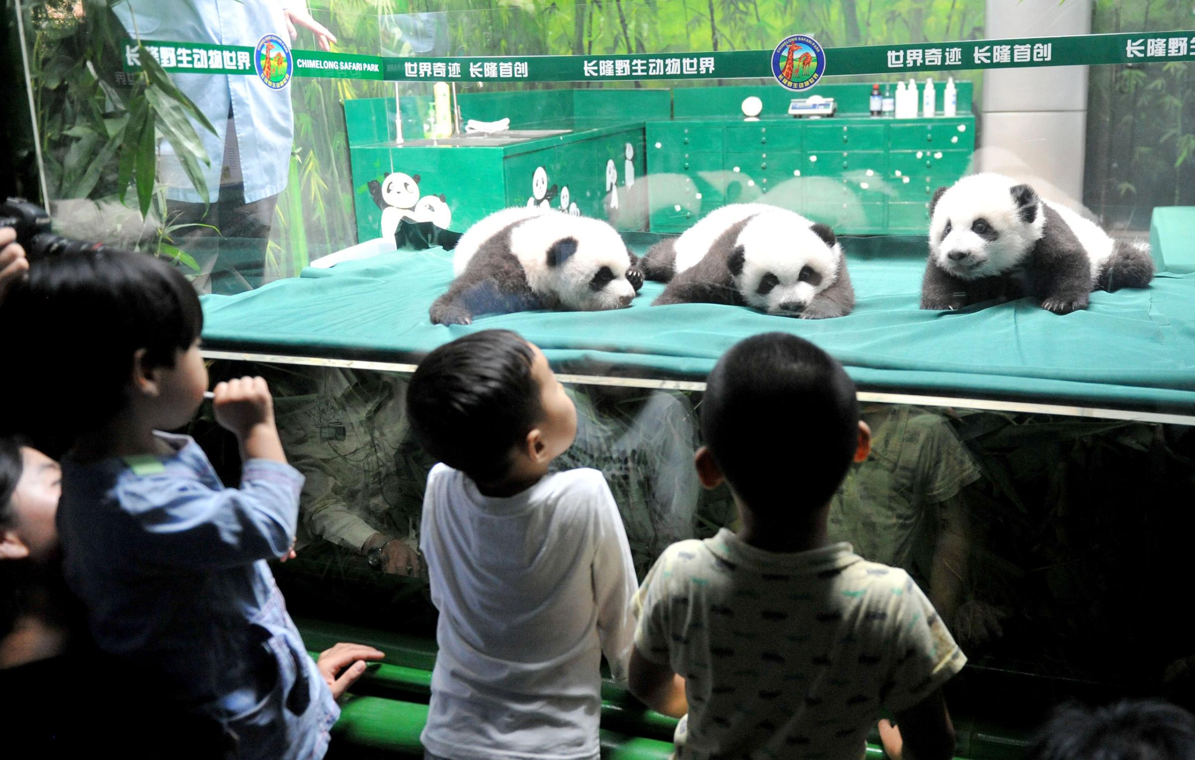 The world's only triplets baby pandas grow up healthily in Guangzhou, Guangdong, China on Nov. 5, 2014.