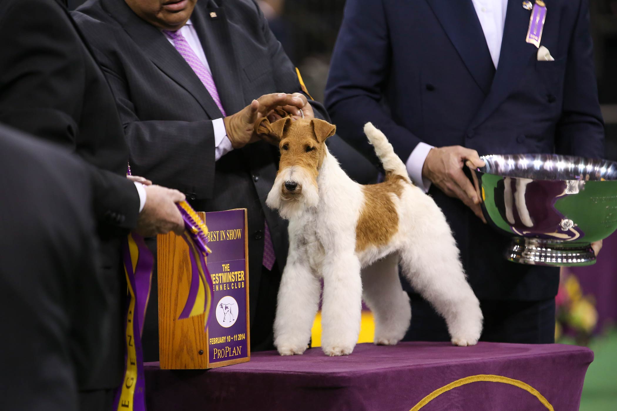 The Westminster Kennel Club Dog Show - 2014