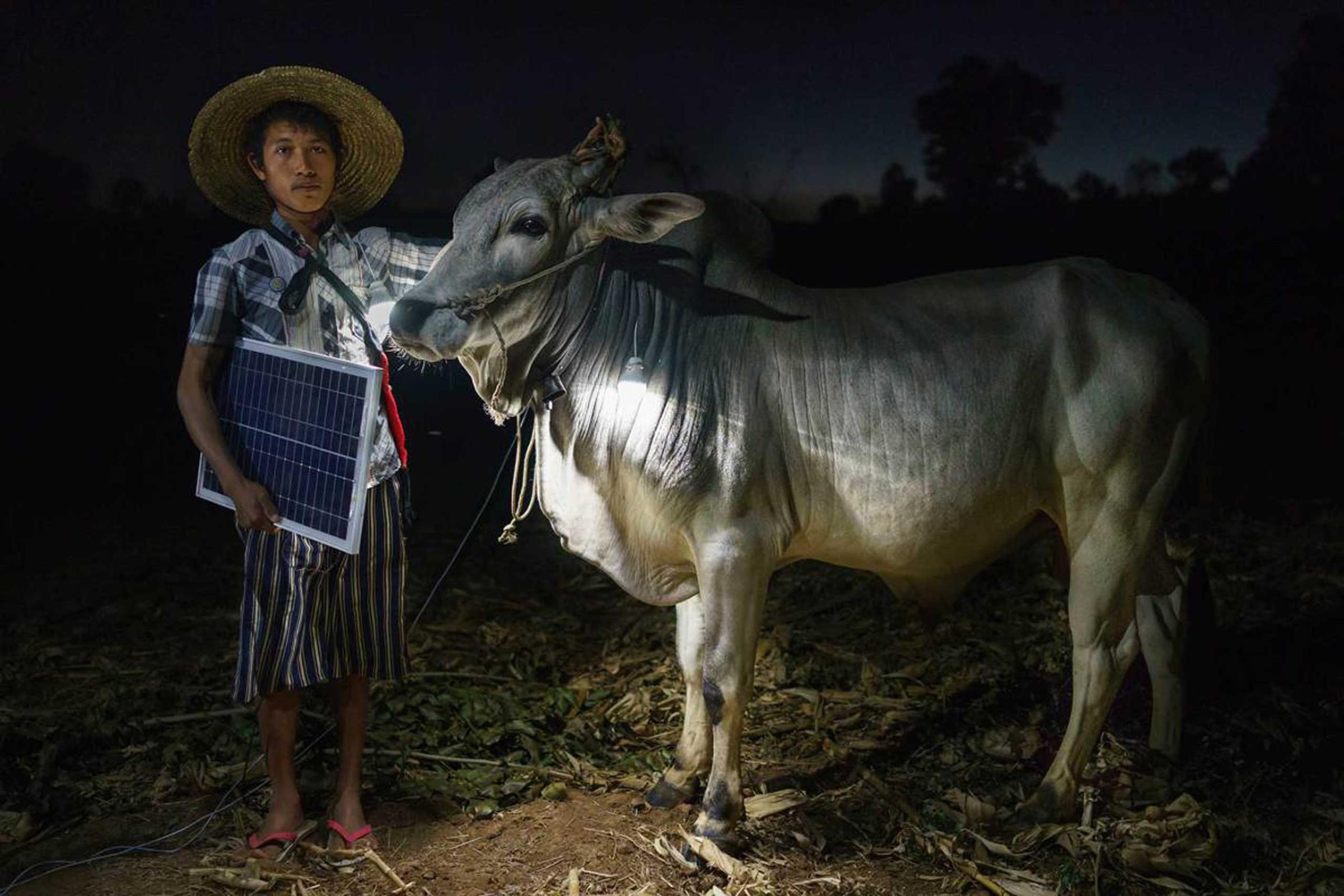 Mg Ko, 20 years old. A Shan farmer with his cow in Lui Pan Sone Village. Kayah State.