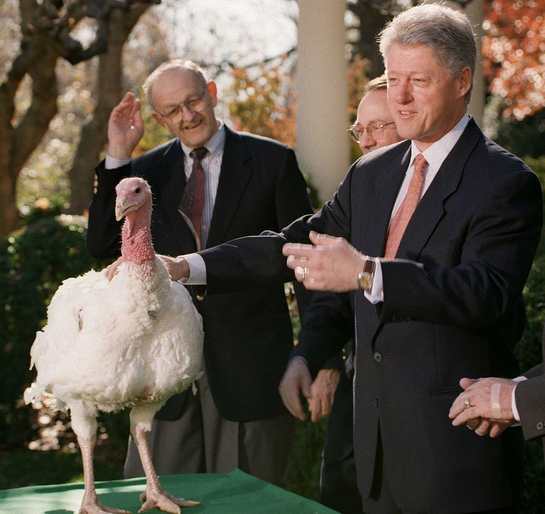 President Bill Clinton stands with the annual Thanksgiving turkey as his handler looks on during presentation ceremonies on Nov. 24, 1998 at the White House in Washington, D.C.
