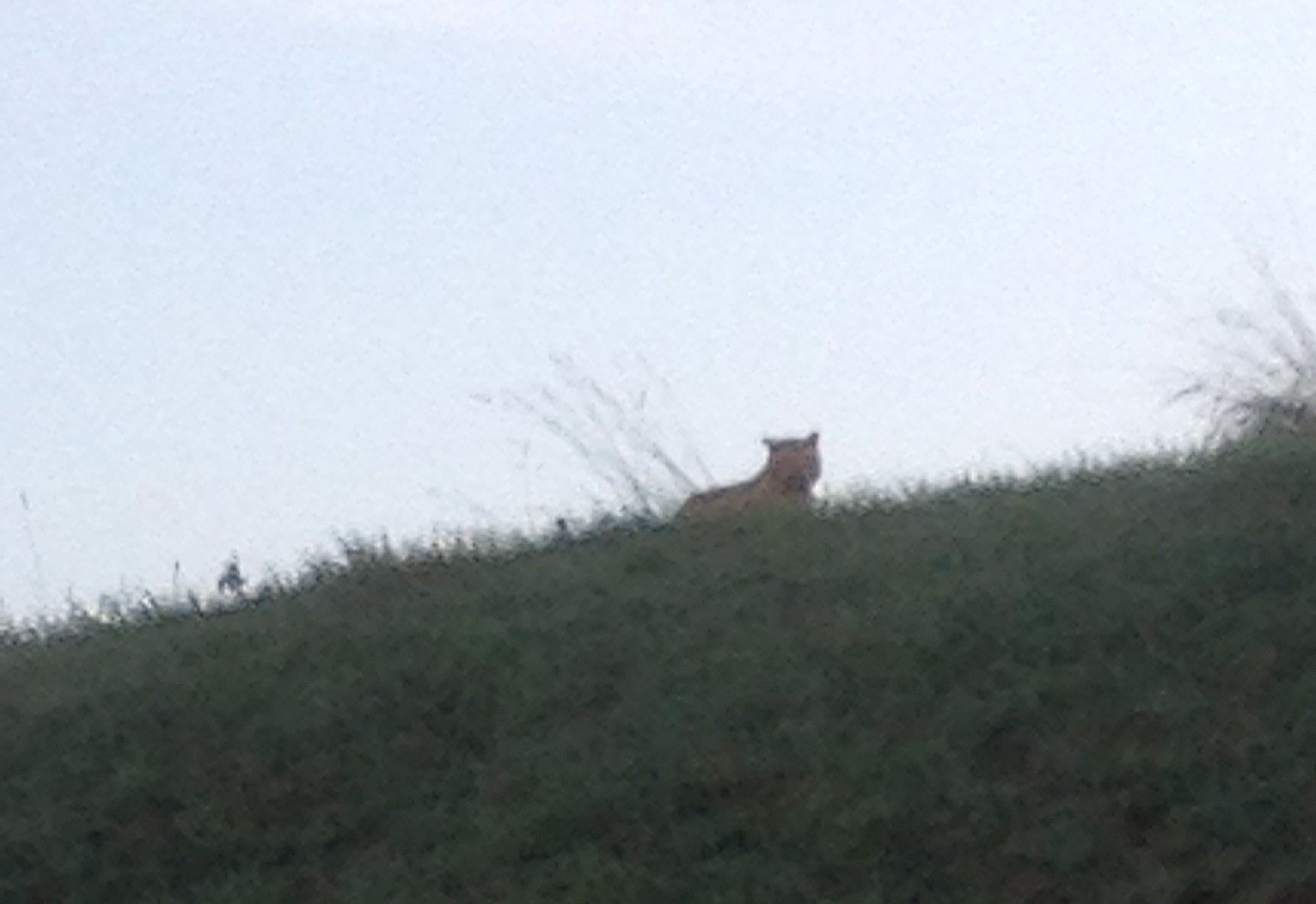 A picture taken by a passerby shows an alleged tiger on the loose walking in Montevrain, east of Paris, on Nov. 13, 2014.