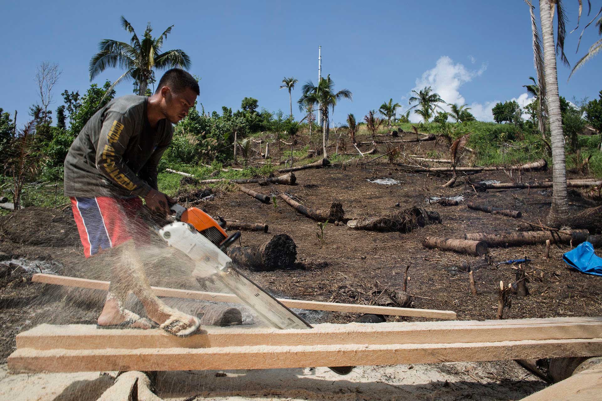 Ronald Barsana saws felled coconut trees in Maslog, the Philippines, on Oct. 6, 2014