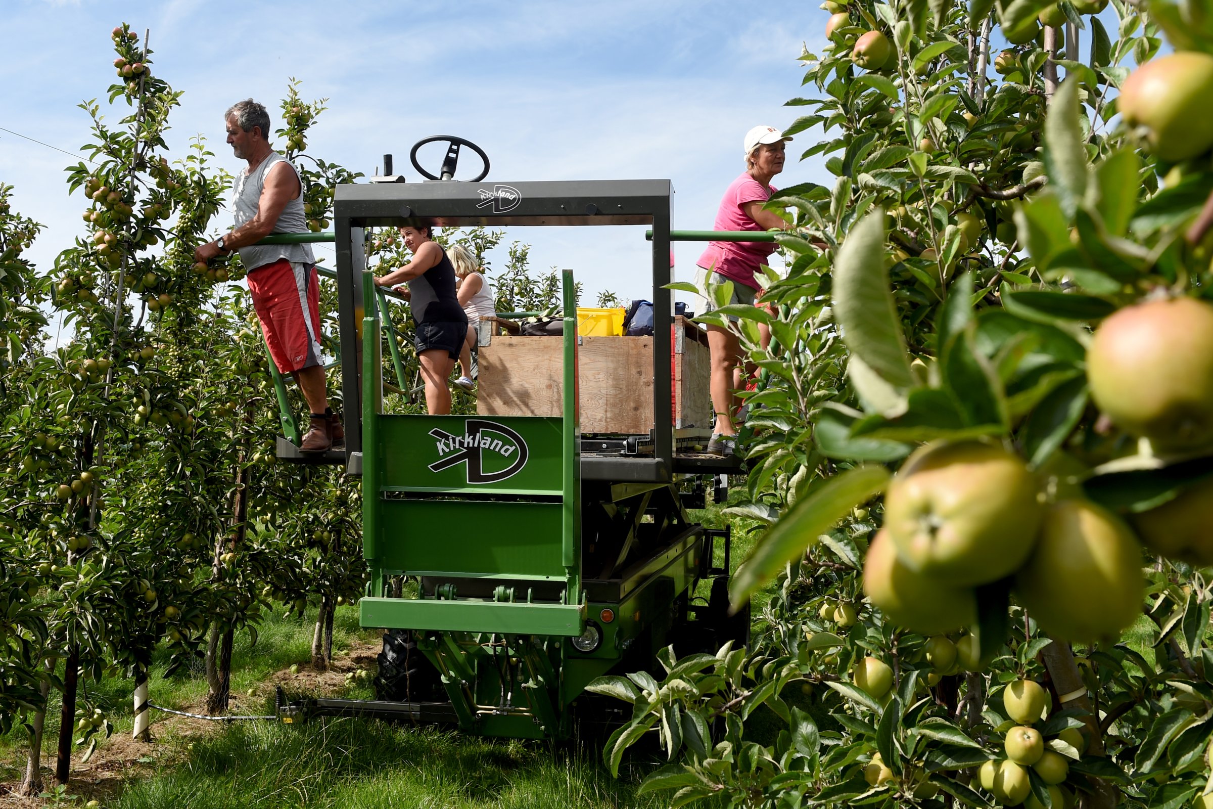 Polish workers on Braeburn apple orchard at Stocks Farm in Worcestershire, England on Aug. 7, 2014.
