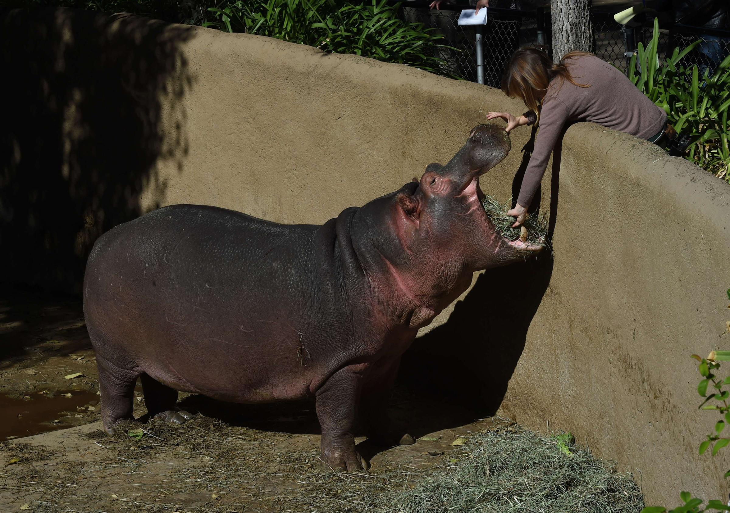 The Los Angeles Zoos male Hippopotamus named Adhama, father of the newborn calf (nameless at the moment) in their compound at the zoo in Los Angeles, Ca. on Nov. 4, 2014.
