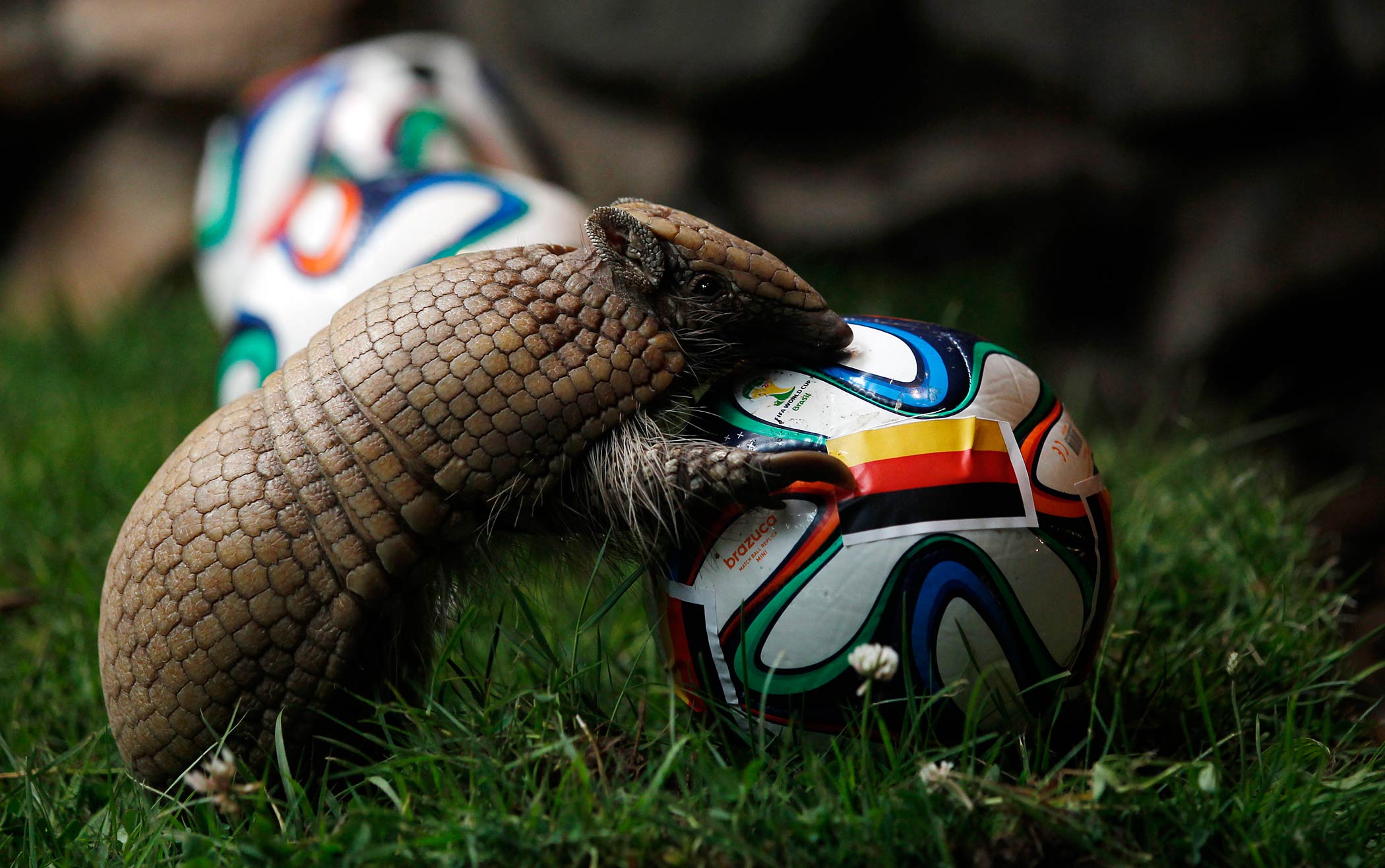 The armadillo called Norman, Germany's World Cup oracle, approaches the soccer ball representing Germany as he makes his prediction for the team's opening World Cup match against Portugal on June 16, at the zoo in the western city of Muenster