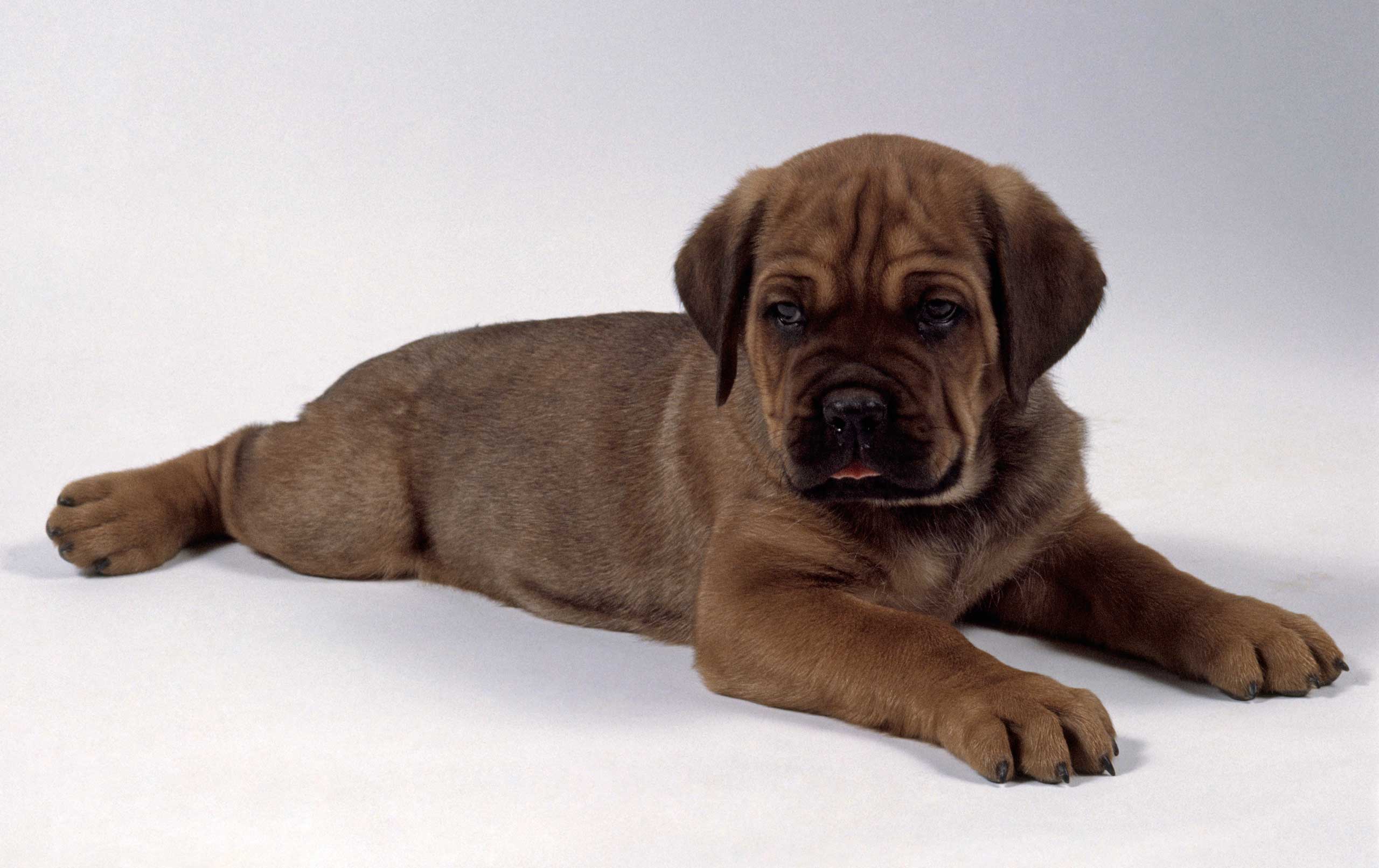 A Cane Corso puppy. (Getty Images)