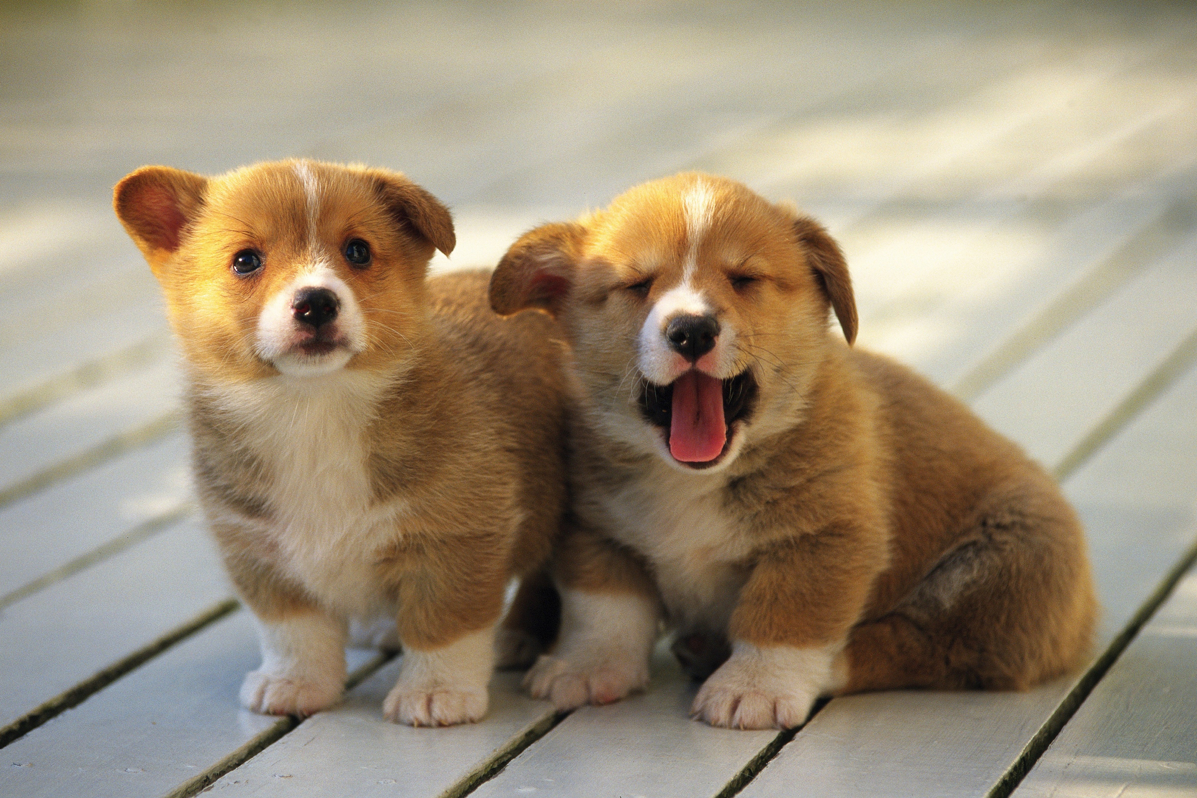 These corgis are very important. (Getty Images)