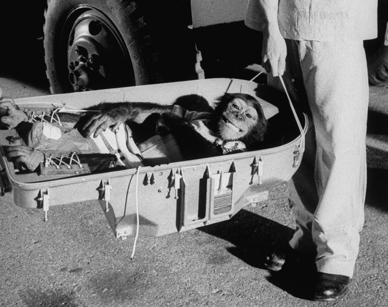 Ham the astrochimp after his historic 1961 suborbital flight.