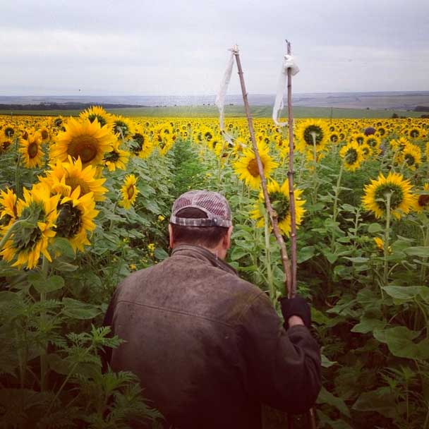 One of a group of local coal miners searches a field of sunflowers near #Grabovo #ukraine for #mh17 airplane debris and human remains. #україни | Brendan Hoffman / @prime_collective for #gettyimagesnews