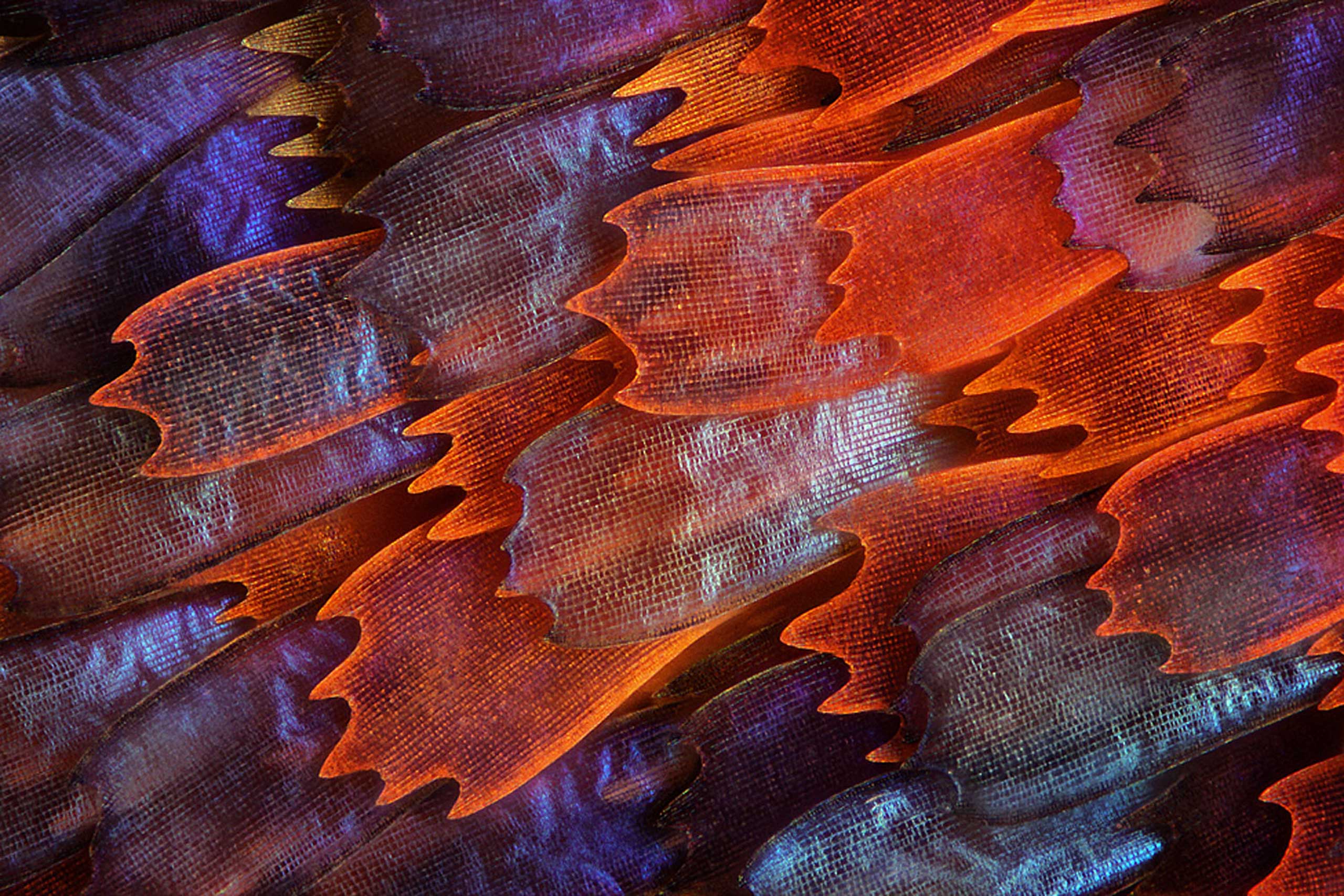 10th place: Scales on a butterfly wing