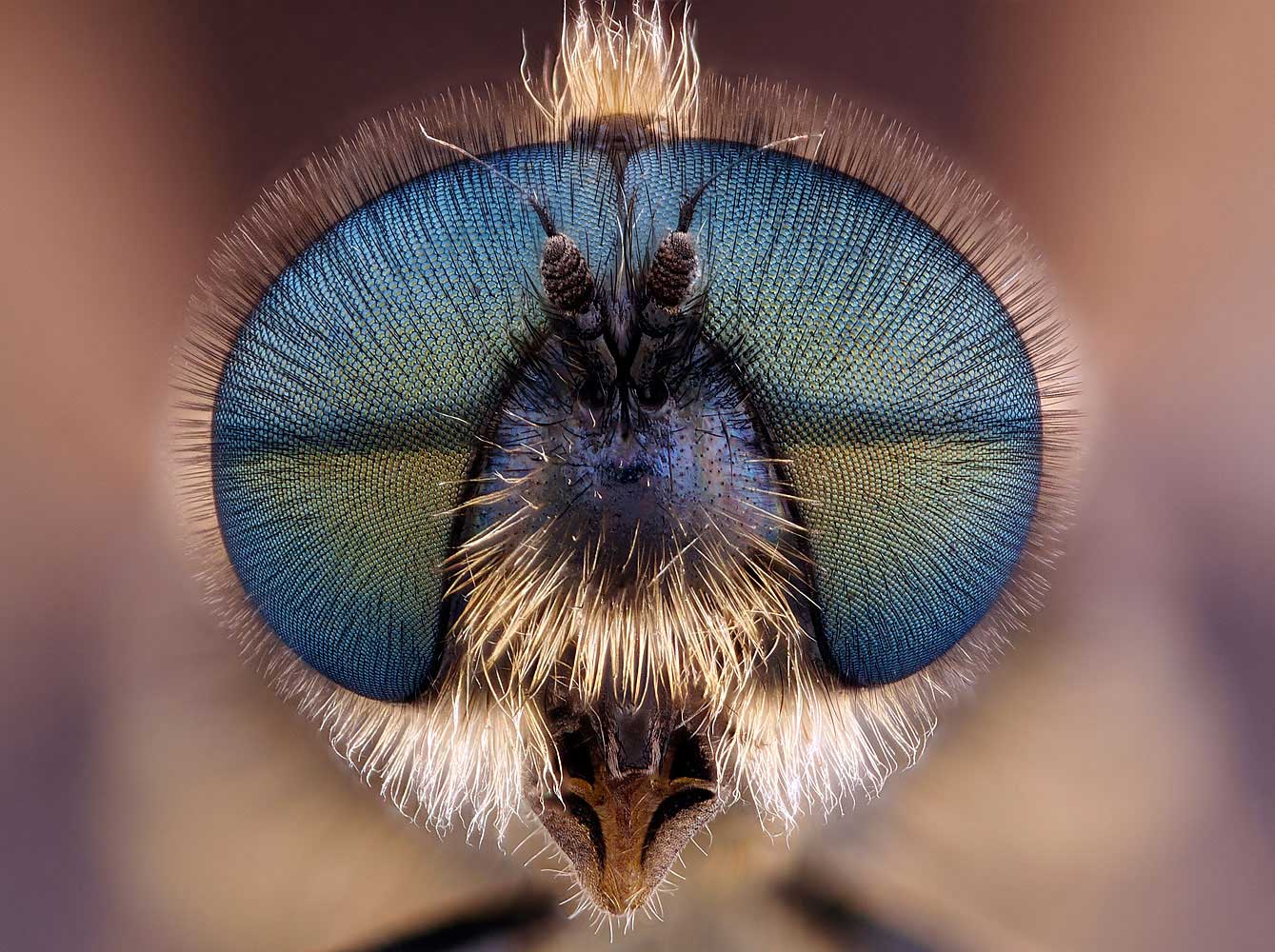 Honorable Mention: Soldier Fly