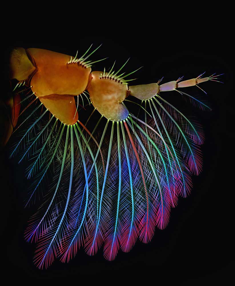 Honorable Mention: The bristle-like appendage of an amphipod—or type of marine crustacean. The bristles serve as a sort of fishing net for plankton.