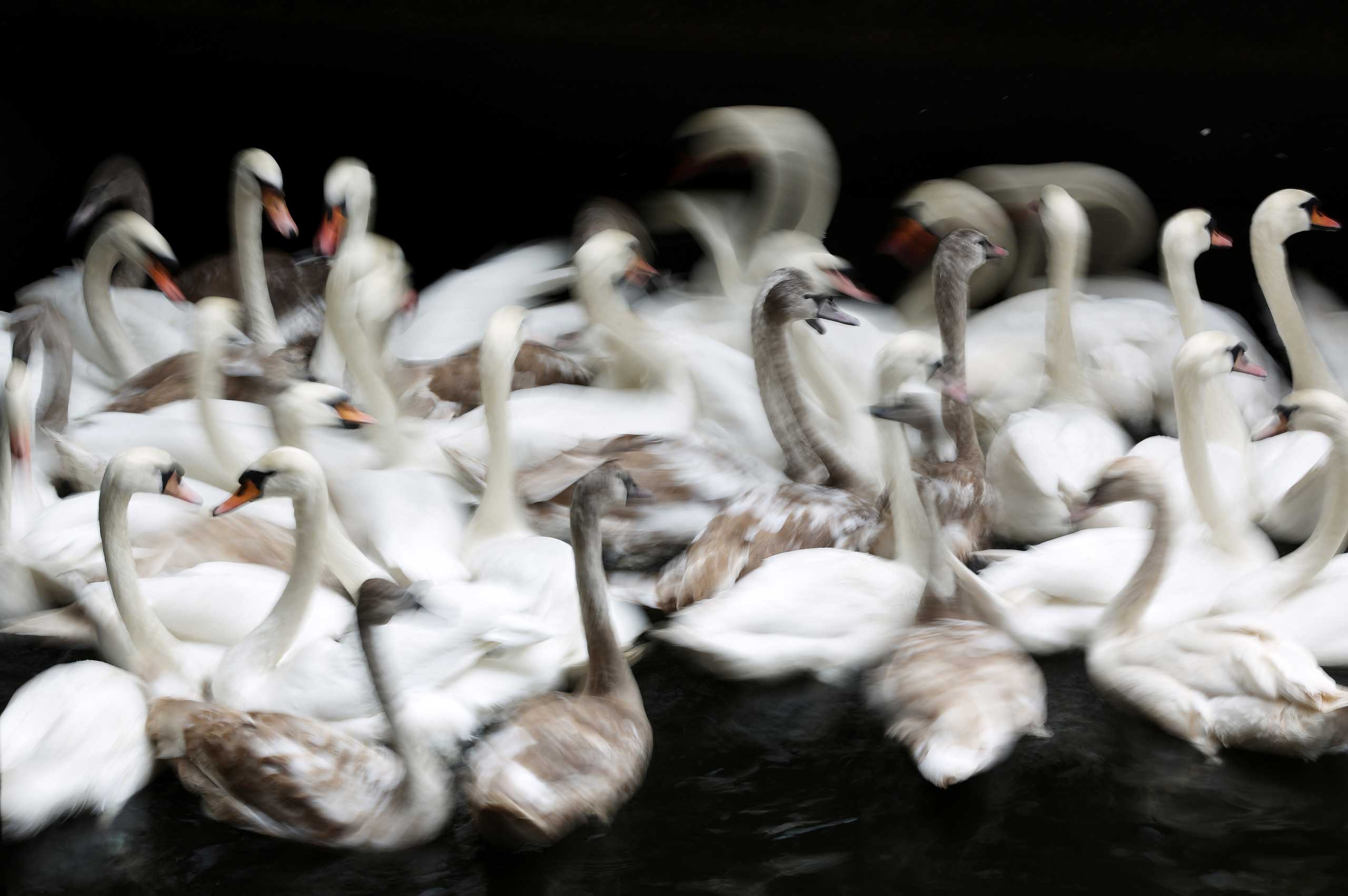 Swans are gathered at city hall lock on the Alster Lake at City Hall in Hamburg, Germany, November 18, 2014. The Alster swans will spend the winter in the Eppendorf Muehlenteich pond.