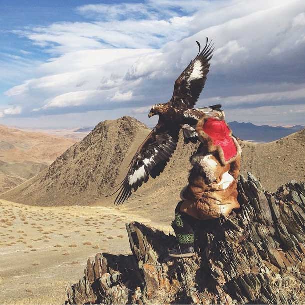 #AisholPan and her #GoldenEagle in action (#BayanUlgii , #Mongolia )