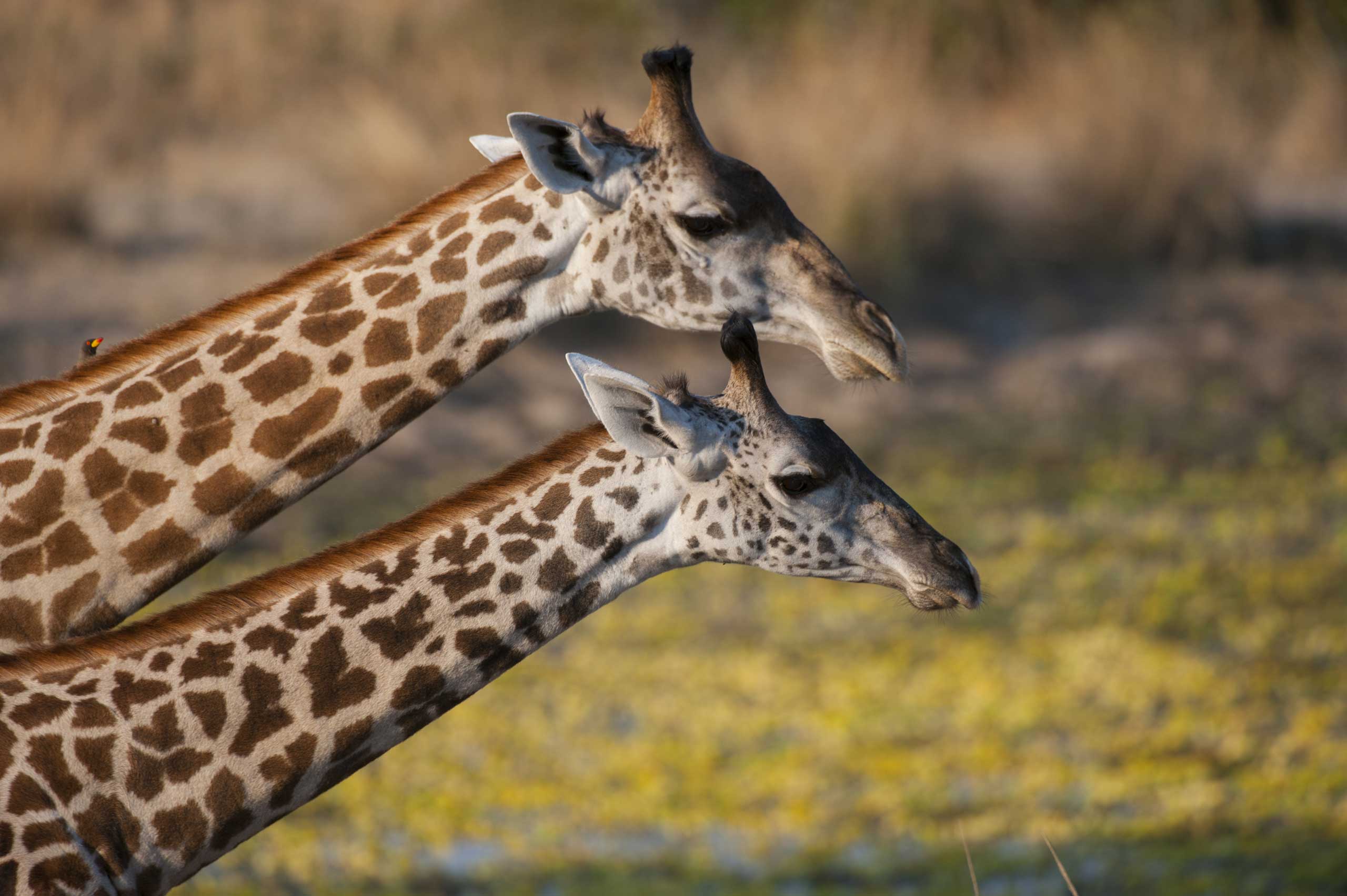 Giraffes in South Luangwa National Park in eastern Zambia. (Wolfgang Kaehler—LightRocket/Getty Images)