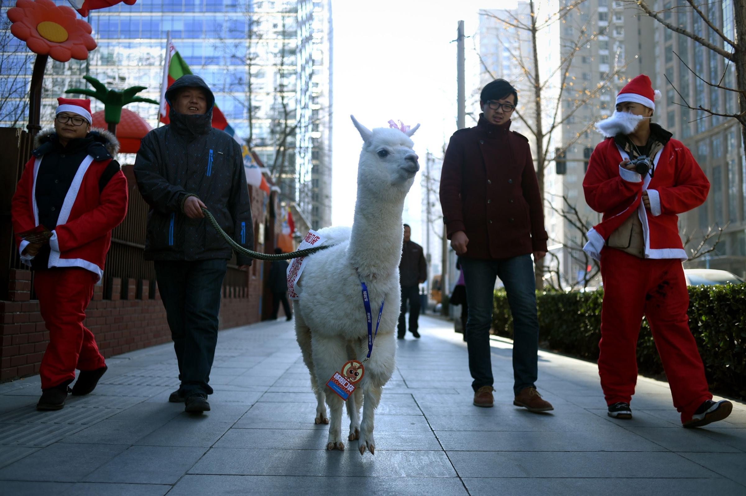 A group of salesmen walk along a street with an alpaca used for product promotion in Beijing on Dec. 25, 2014. Christmas -- once banned in China -- has exploded in the atheist nation in recent years, with marketers using everything from saxophones and smurfs to steam trains to get shoppers to open their wallets.