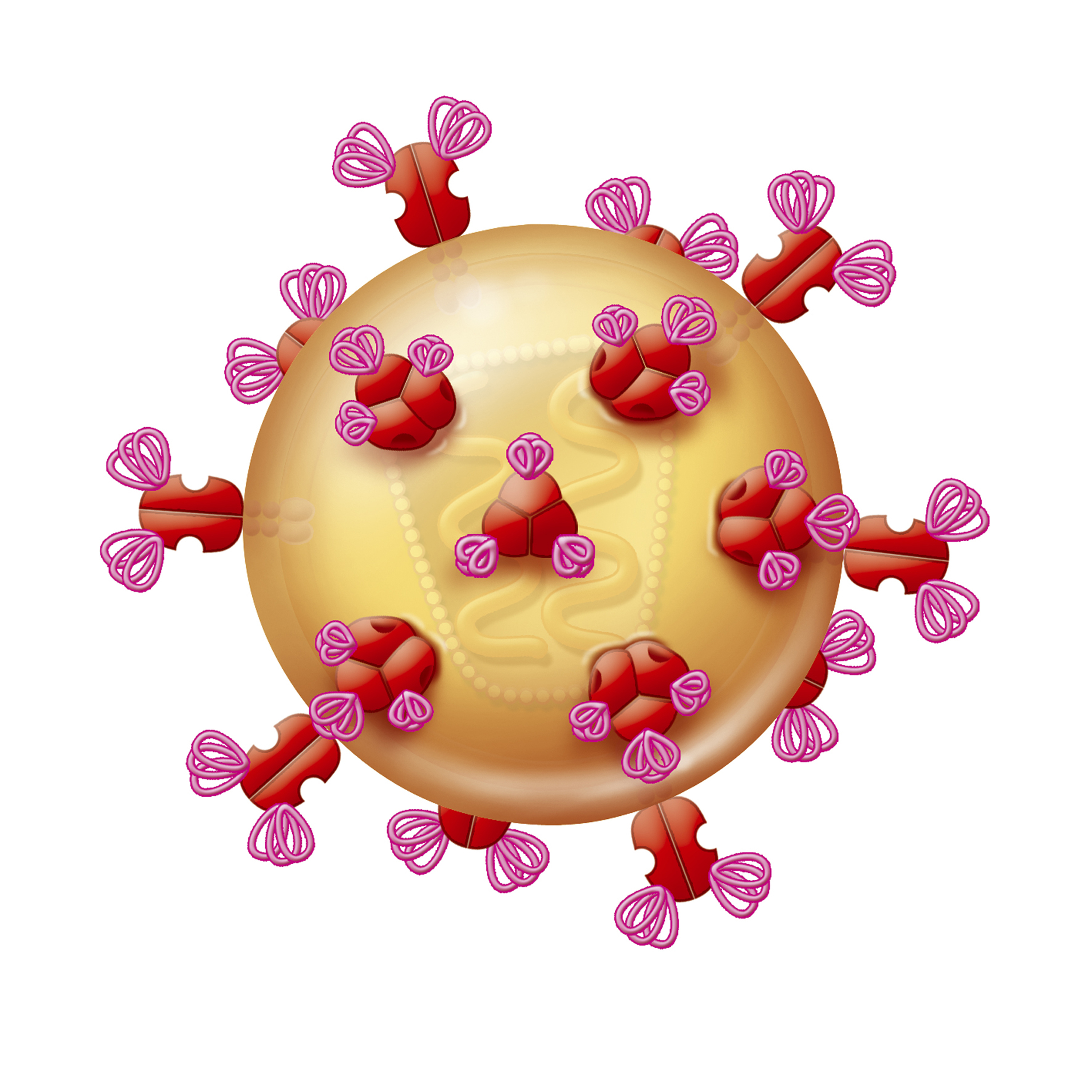Illustration of the aids virus, showing protein membranes which enable it to attach itself to the host cells (Getty Images)