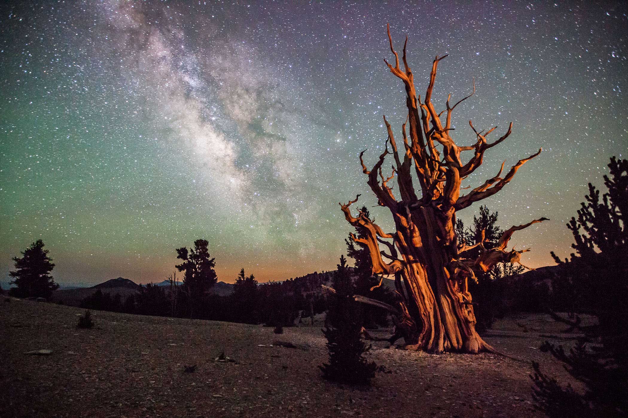 Earth and space are evenly weighted in this wonderfully framed image of a Californian landscape beneath the Milky Way. The young photographer has chosen a view of an ancient bristlecone pine which is over 4,000 years old, and whose sloping trunk and gnarled branches provide perfect counterpoint to the edge-on view of the starry disc and knotted structure of our galaxy.