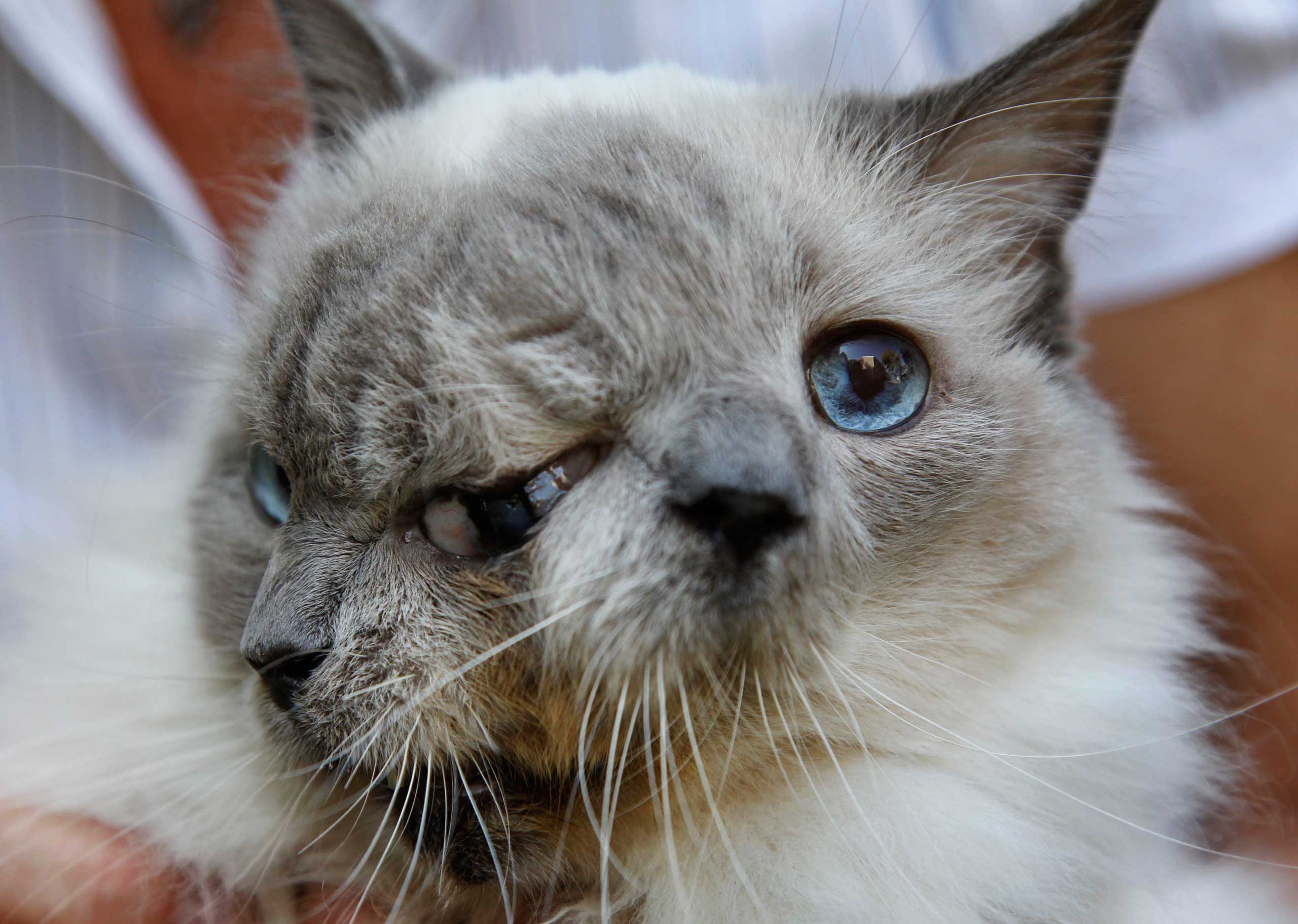 Frank and Louie, a two-faced cat, is held by its owner in Worcester, Mass., Sept. 28, 2011. (Steven Senne—AP)