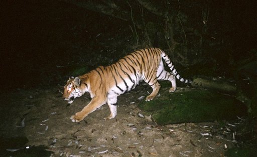 In this undated photo taken by a trap camera and released by the Wildlife Conservation Society Myanmar Program, a tiger walks in the Hukaung Valley Wildlife Sanctuary in Burma (Wildlife Conservation Society Myanmar Program/AP)