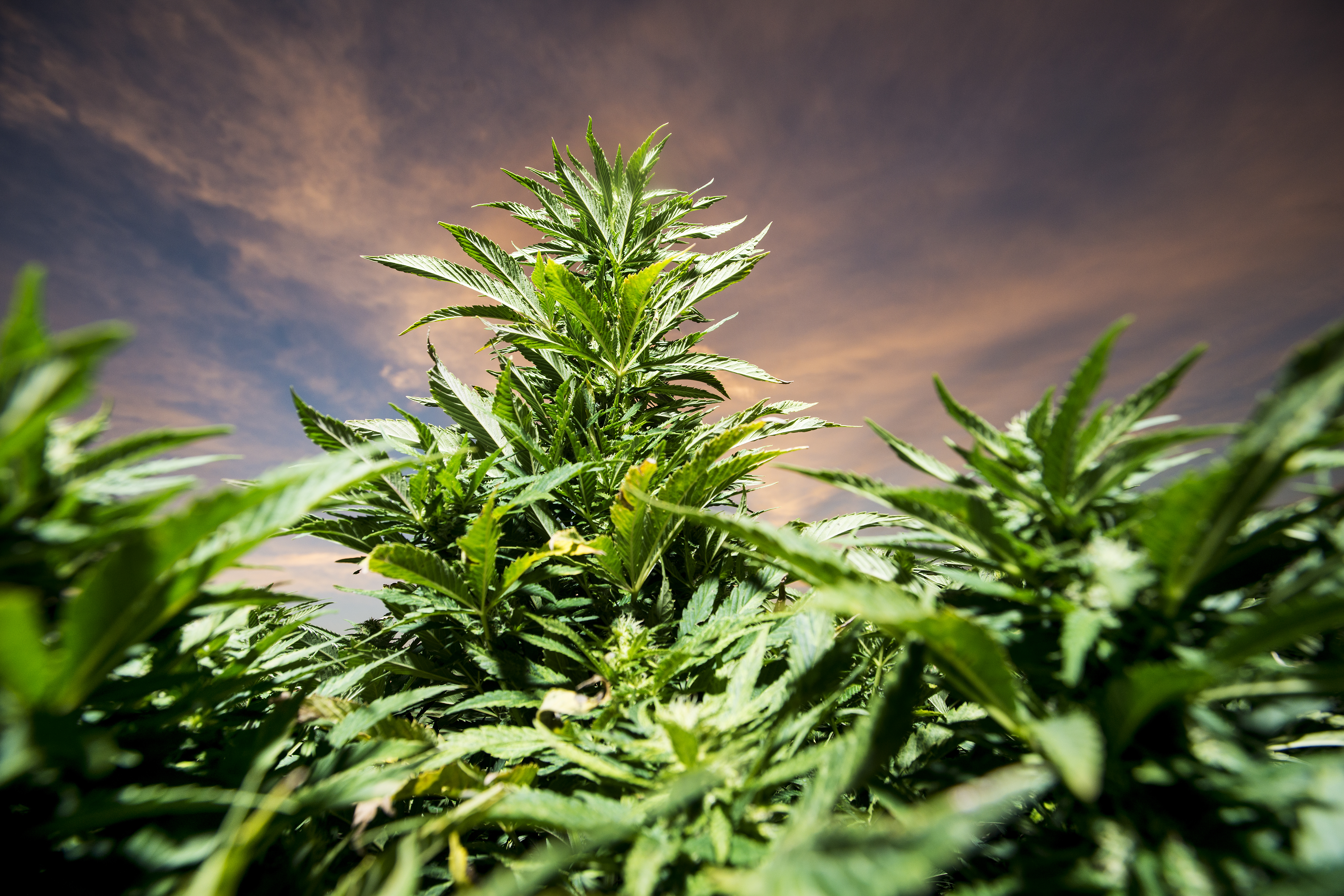 Industrial grade hemp grows on the Stanley Brother's farm near Wray, Colo., Sept. 22, 2014. (Matt Nager for TIME)
