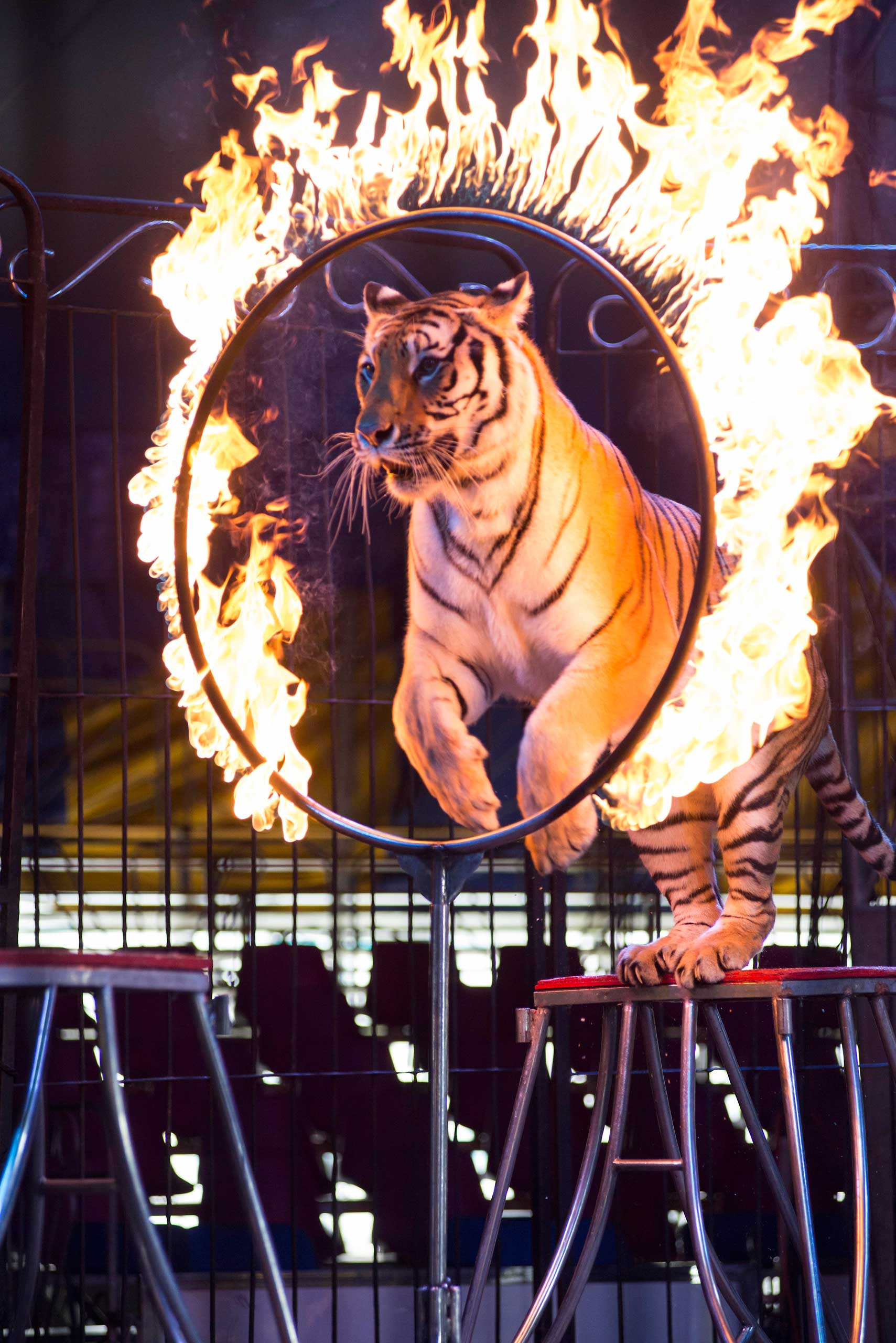 A tiger jumps through a ring of fire during a performance of the Fuentes Gasca Brothers Circus in Mexico City, June 22, 2014.