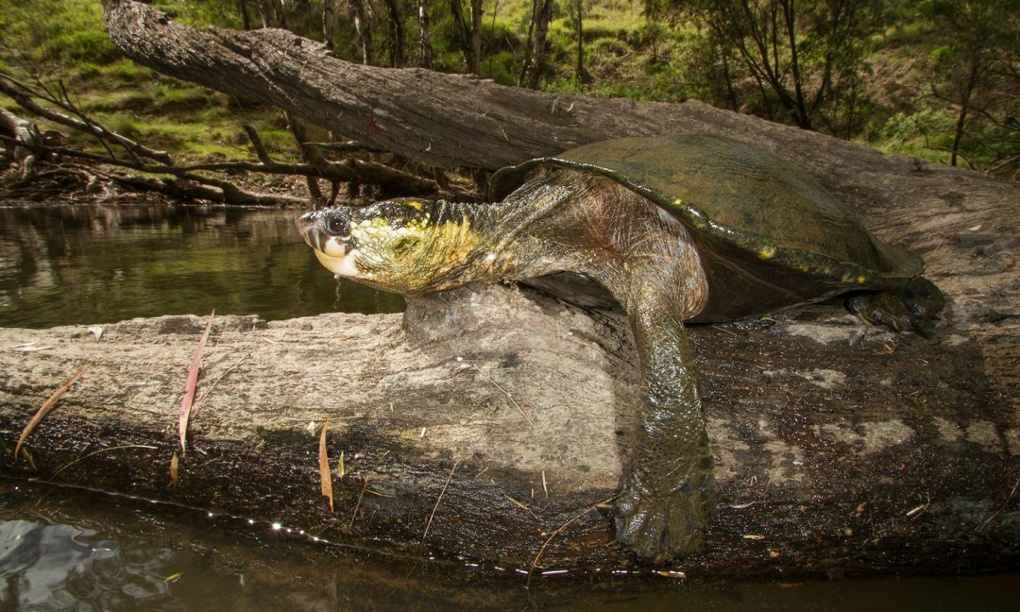 The white-throated snapping turtle (Stephen Zozaya)